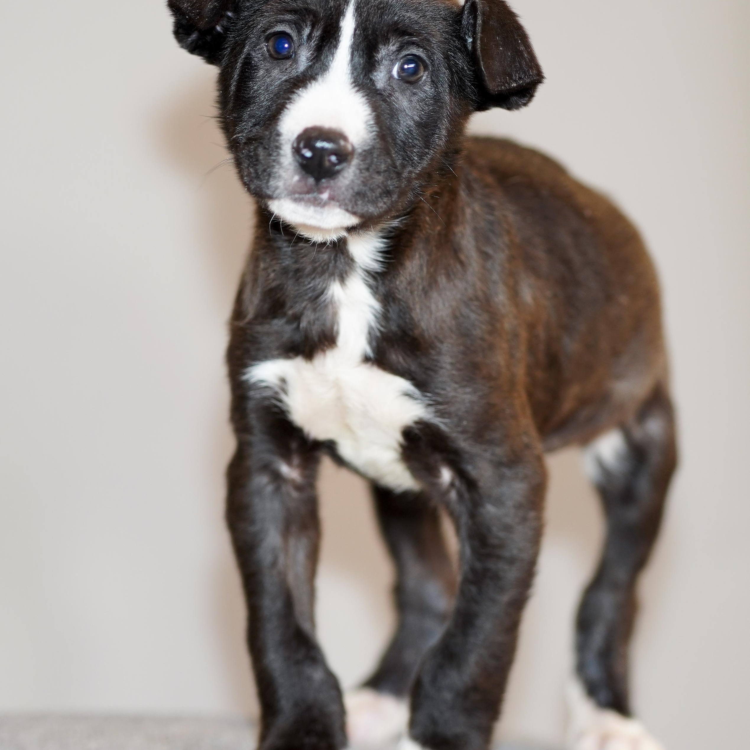 Enlarge Waffle , a ADOPTABLE mixed breed in ALBANY , NY image 3/6