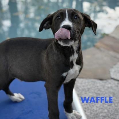 Waffle , a ADOPTABLE mixed breed in houston, TX image 1/6