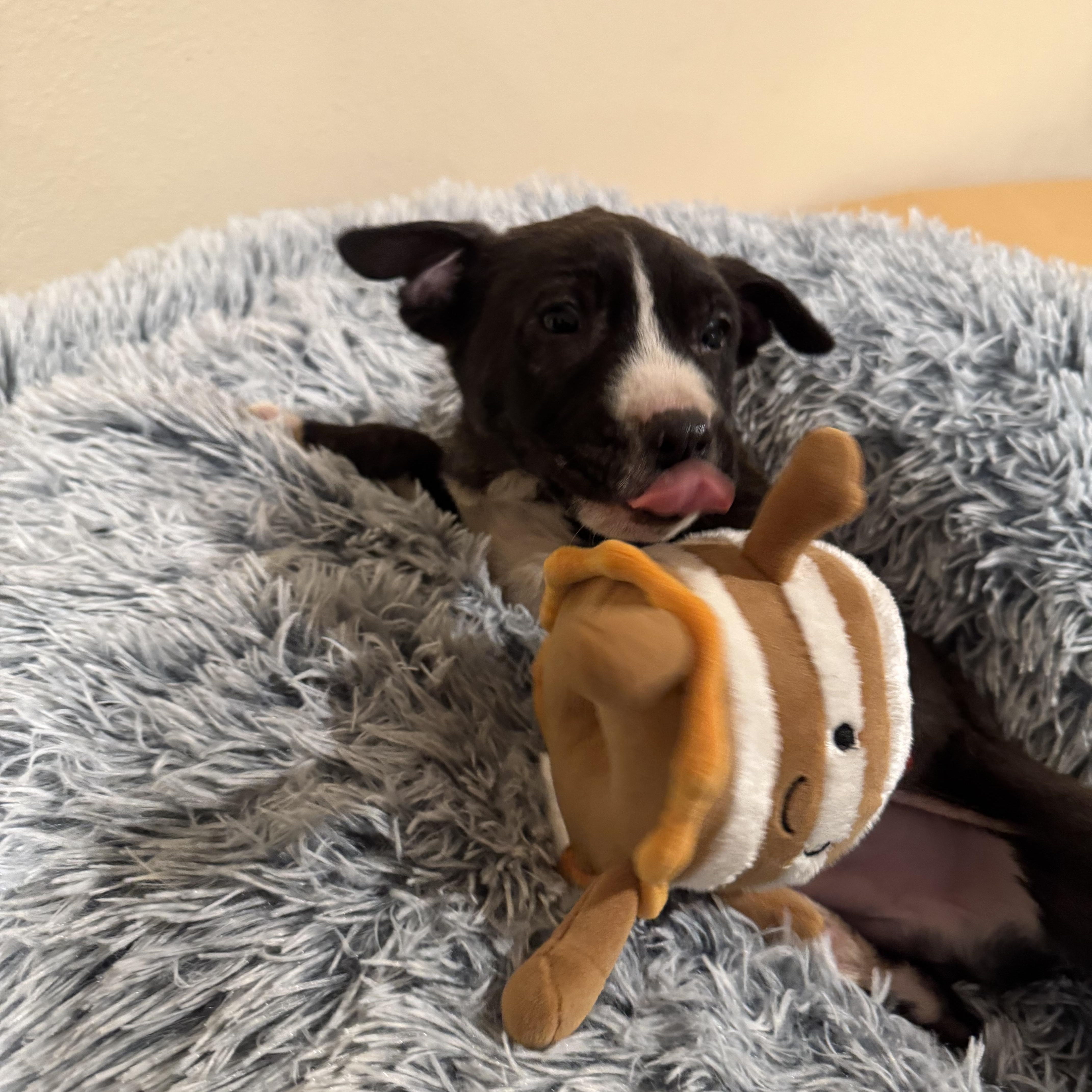 Enlarge Waffle , a ADOPTABLE mixed breed in ALBANY , NY image 6/6