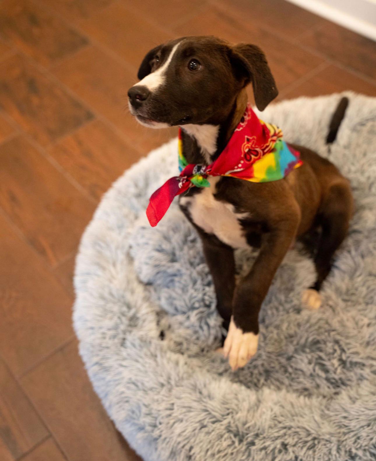 Enlarge Waffle , a ADOPTABLE mixed breed in houston, TX image 6/6