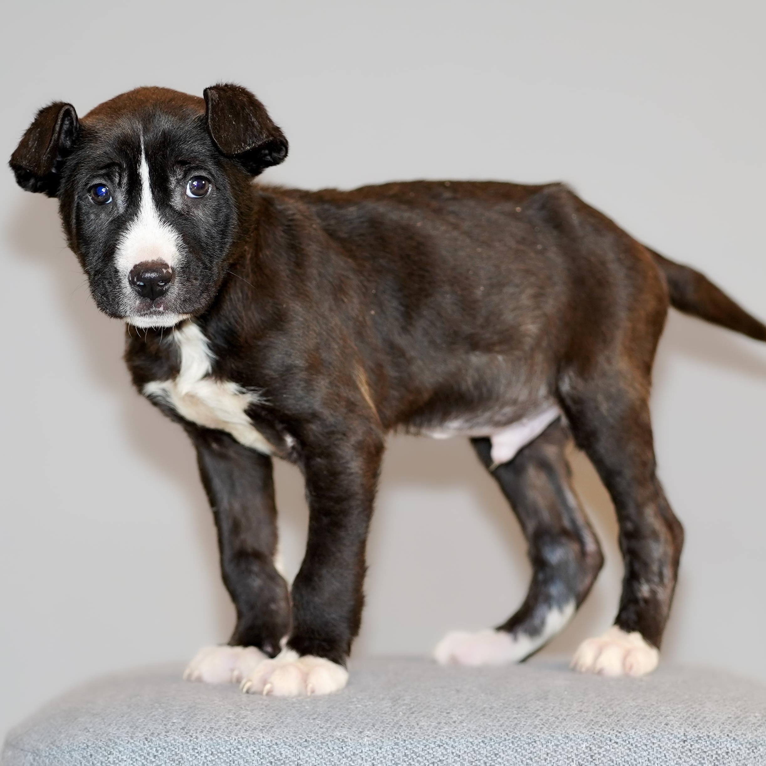Waffle , ADOPTABLE, Puppy Male Black Mouth Cur.