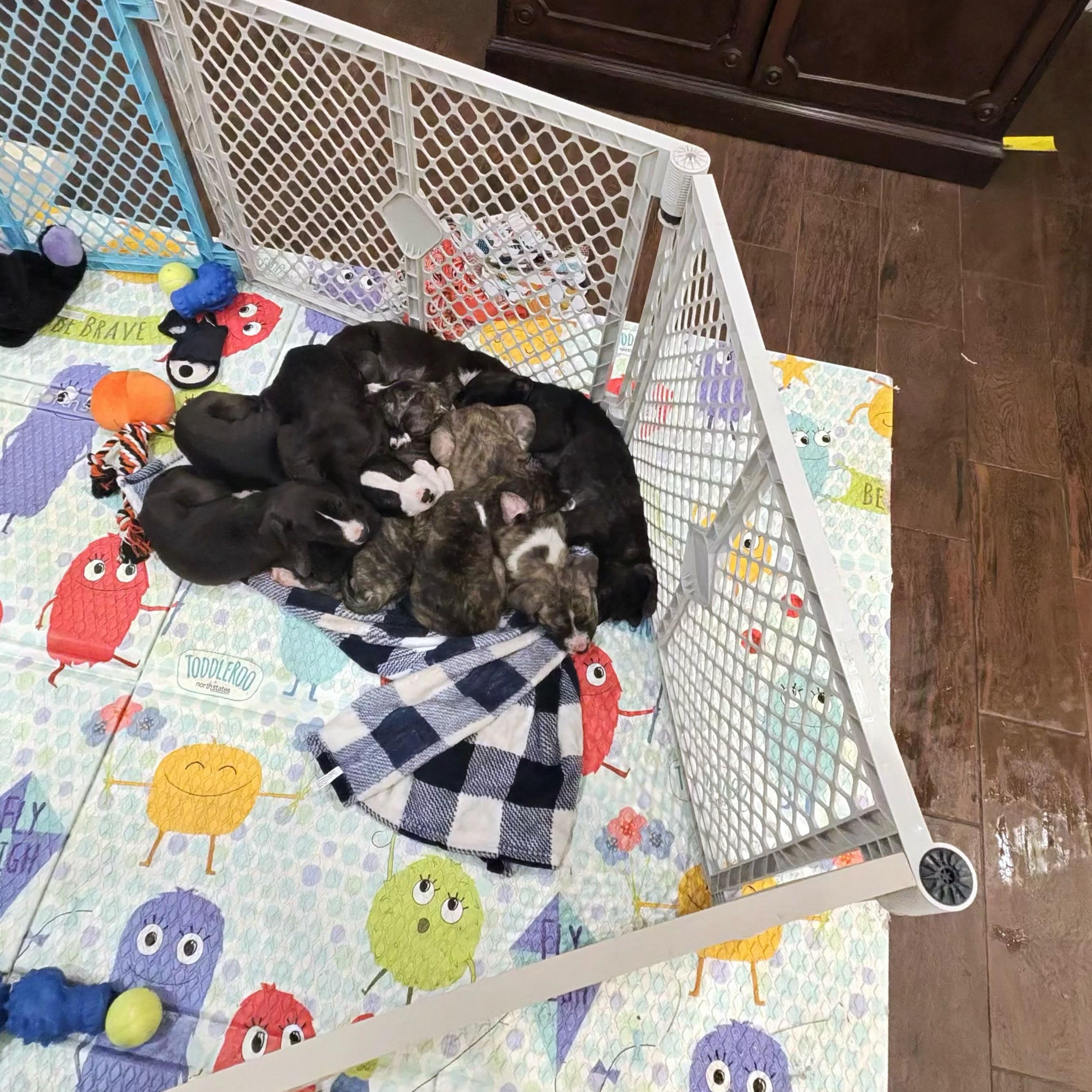 Enlarge Waffle , a ADOPTABLE mixed breed in ALBANY , NY image 4/6