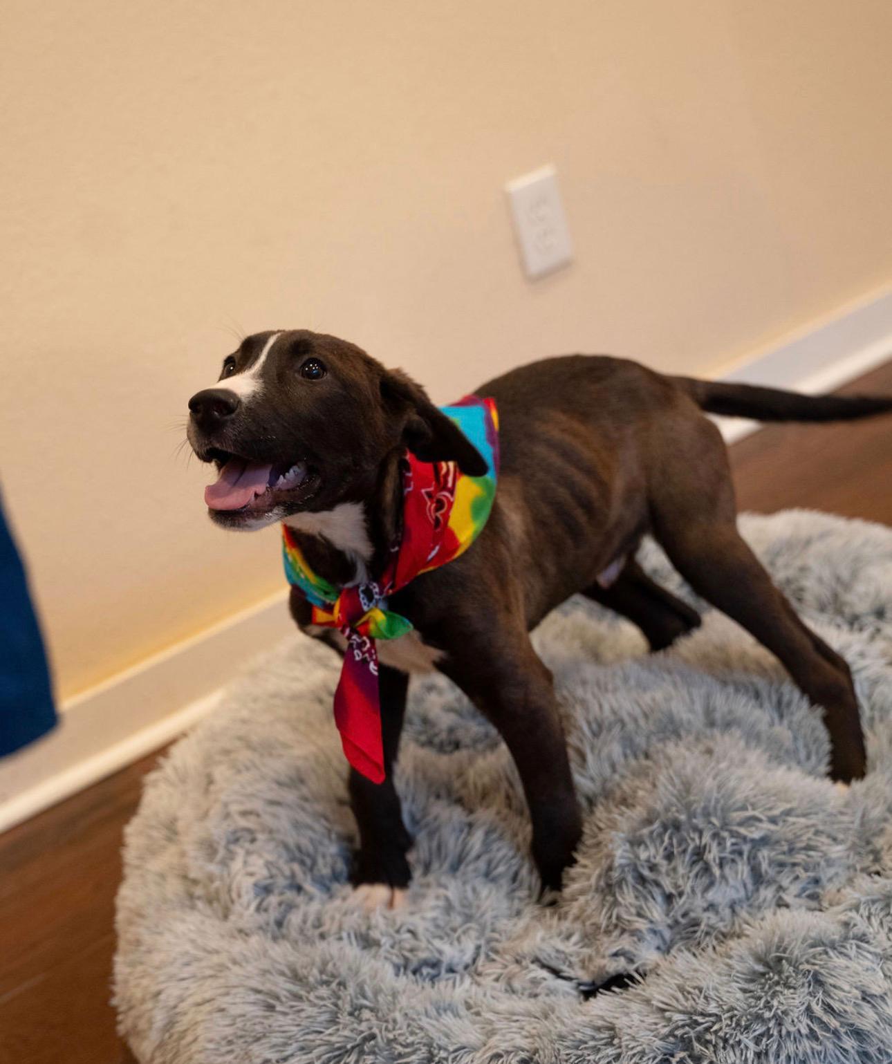 Enlarge Waffle , a ADOPTABLE mixed breed in houston, TX image 1/6