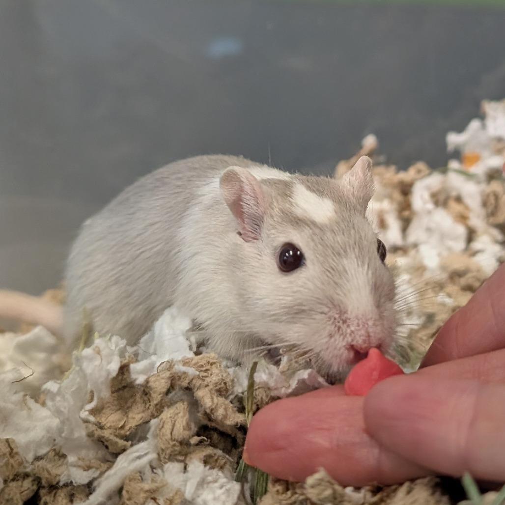 Galinda, Adoptable, Adult Female Gerbil.