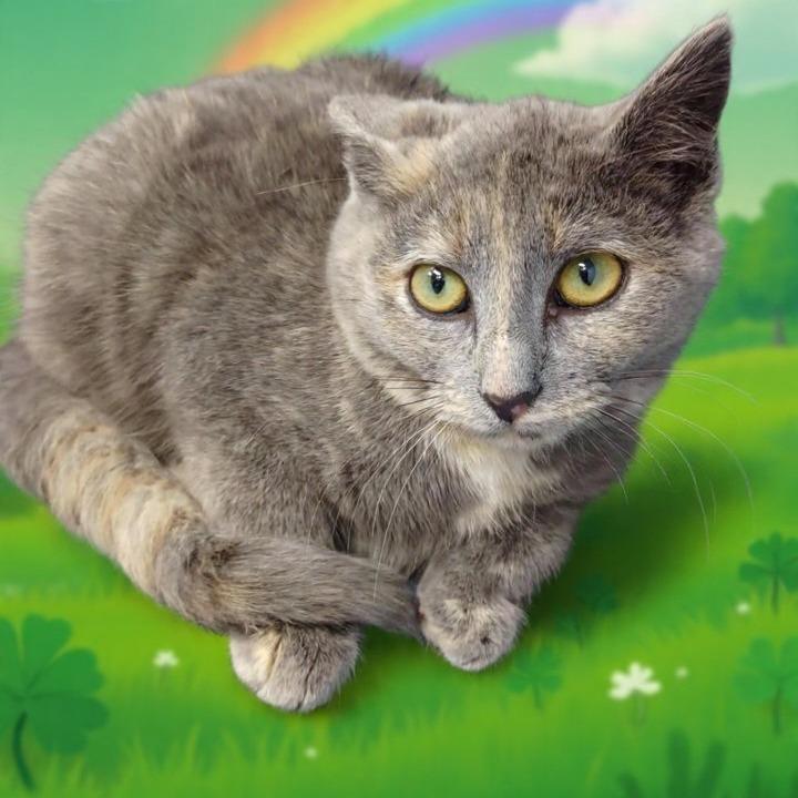 Shamrock, Adoptable, Kitten Female Domestic Short Hair.