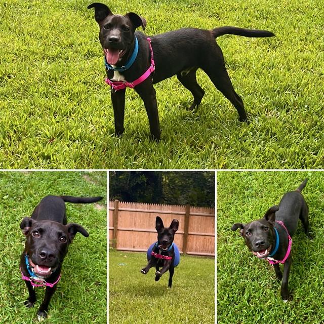 Enlarge HEY JO, a Adoptable mixed breed in Brewster, MA image 1/1