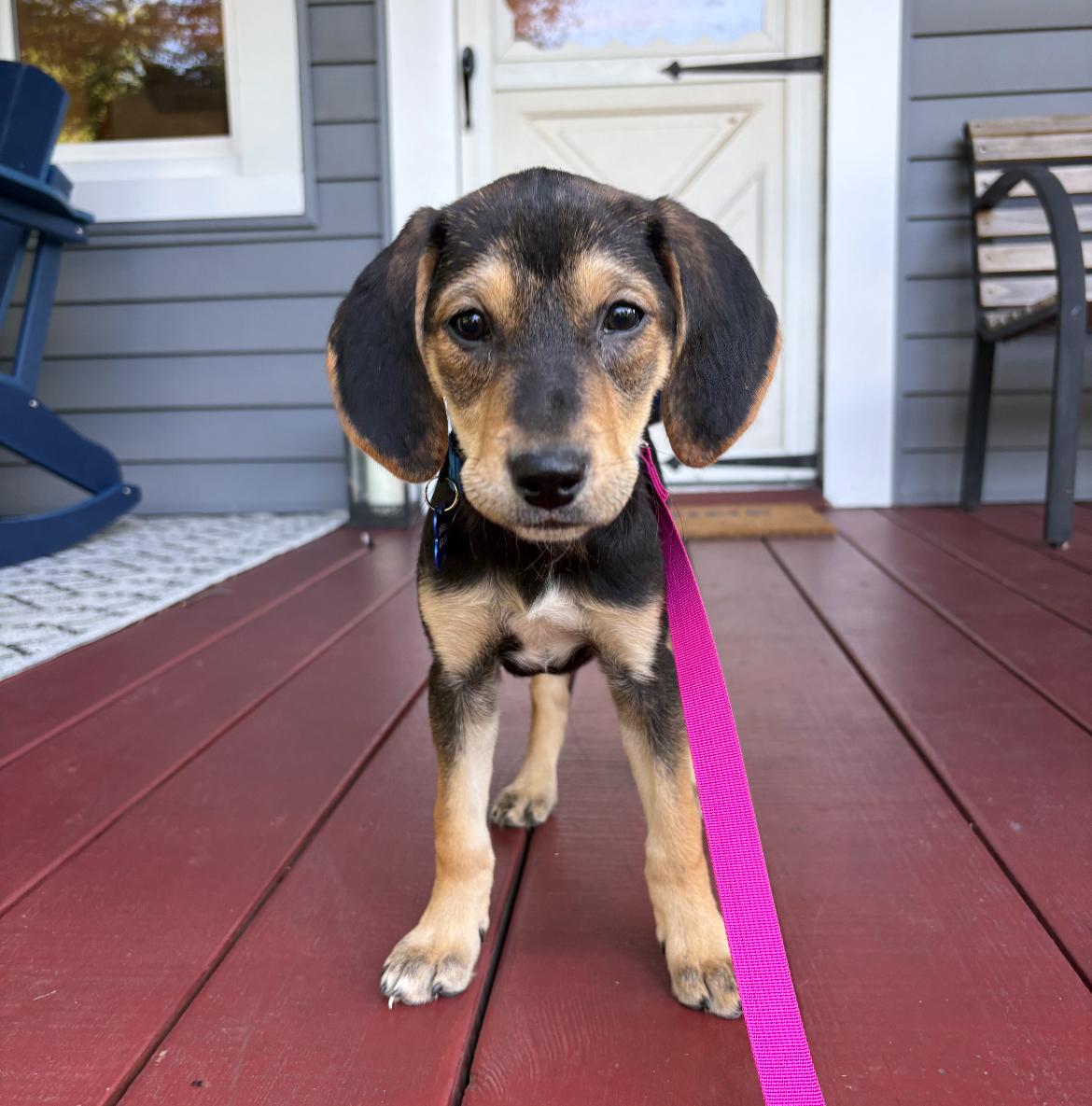 Starburst, a Adoptable mixed breed in Columbia, MD image 2/5