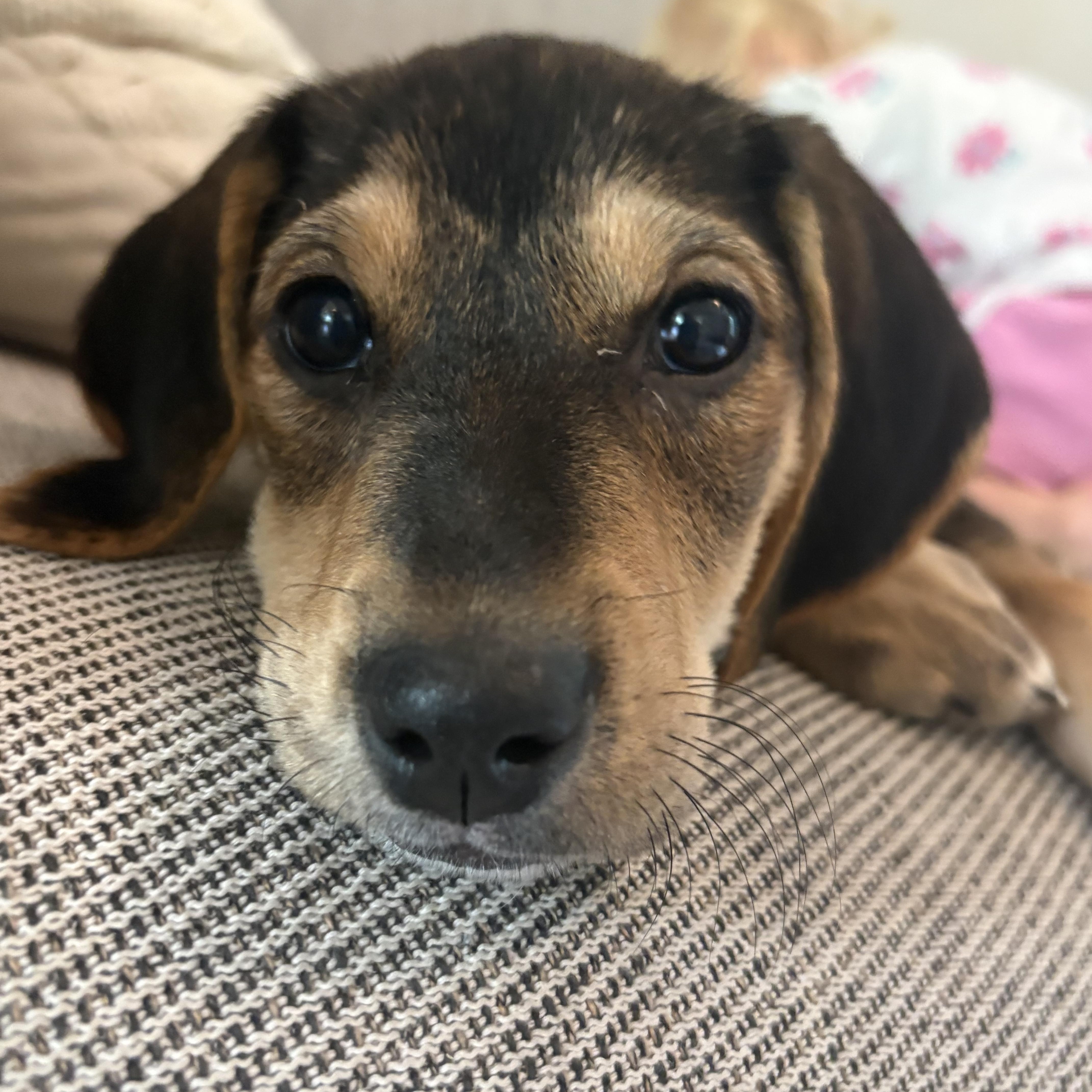 Starburst, a Adoptable mixed breed in Columbia, MD image 1/5