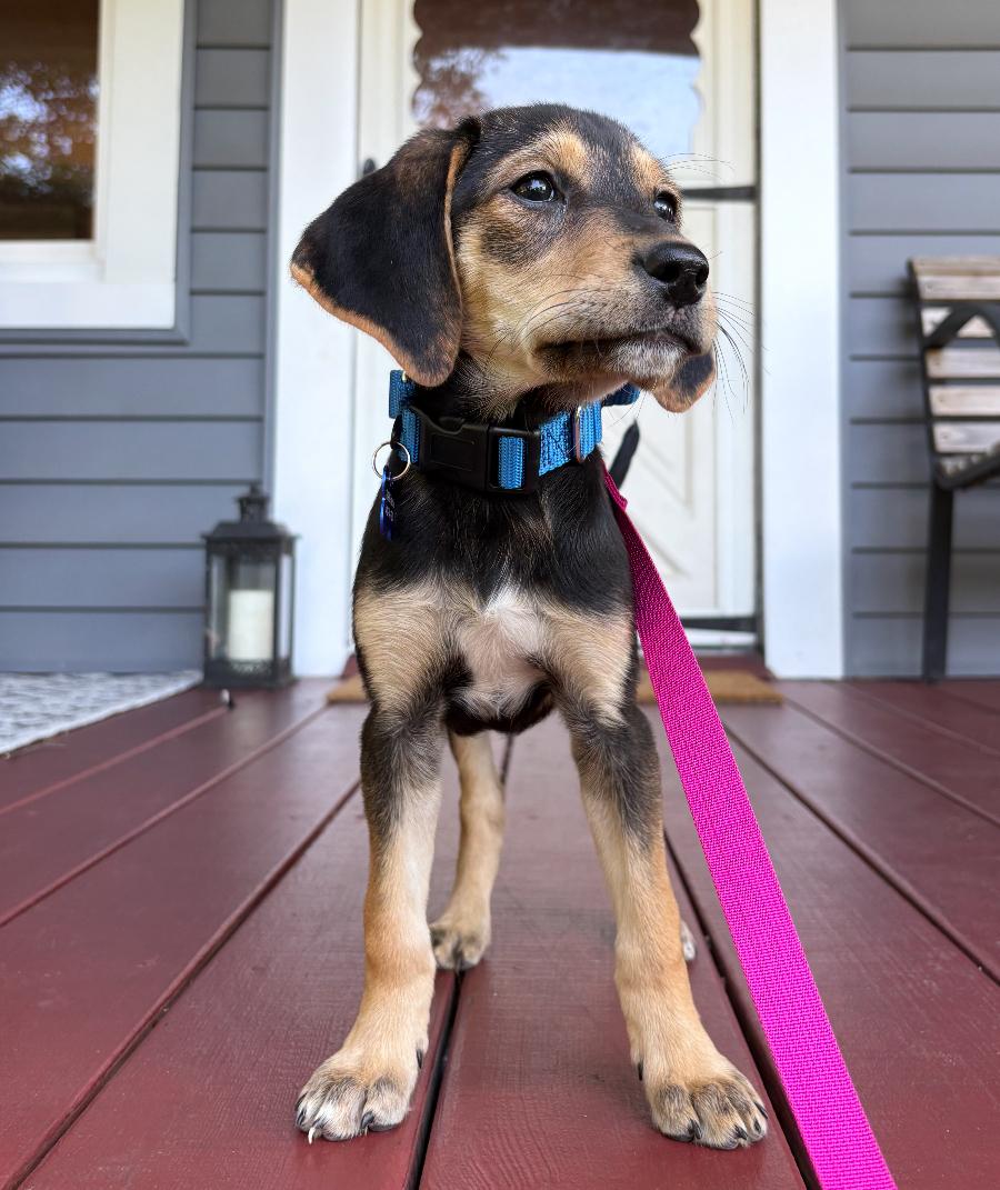 Starburst, a Adoptable mixed breed in Columbia, MD image 5/5