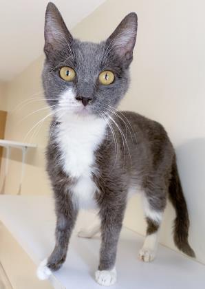 Siri, Adoptable, Adult Female Domestic Short Hair & Domestic Short Hair.