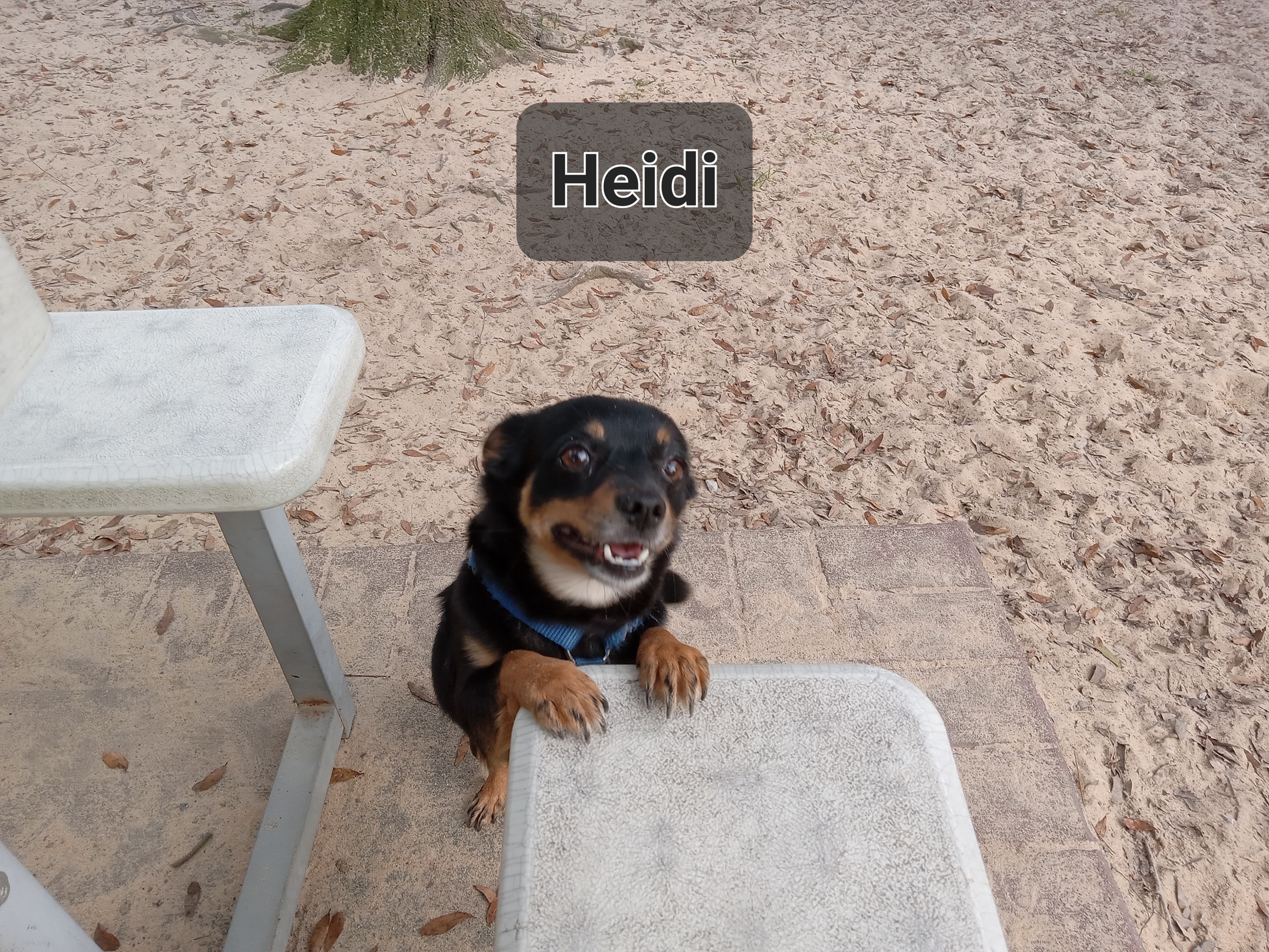 Heidi, a Adopted mixed breed in DeFuniak Springs, FL image 1/2