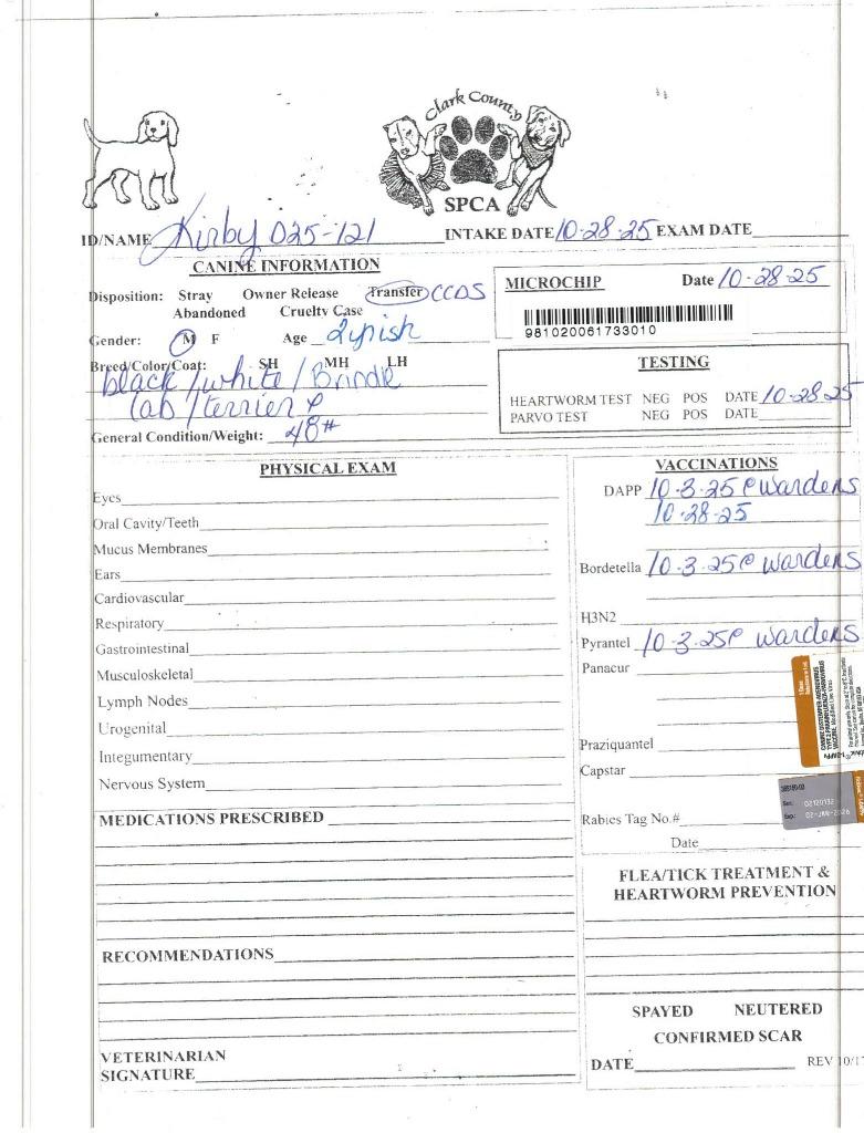 Kirby, a Adoptable Labrador Retriever in Springfield, OH image 2/6