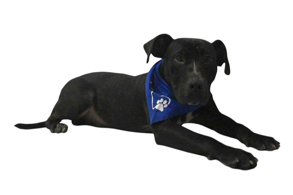 Kirby, a Adoptable Labrador Retriever in Springfield, OH image 3/6