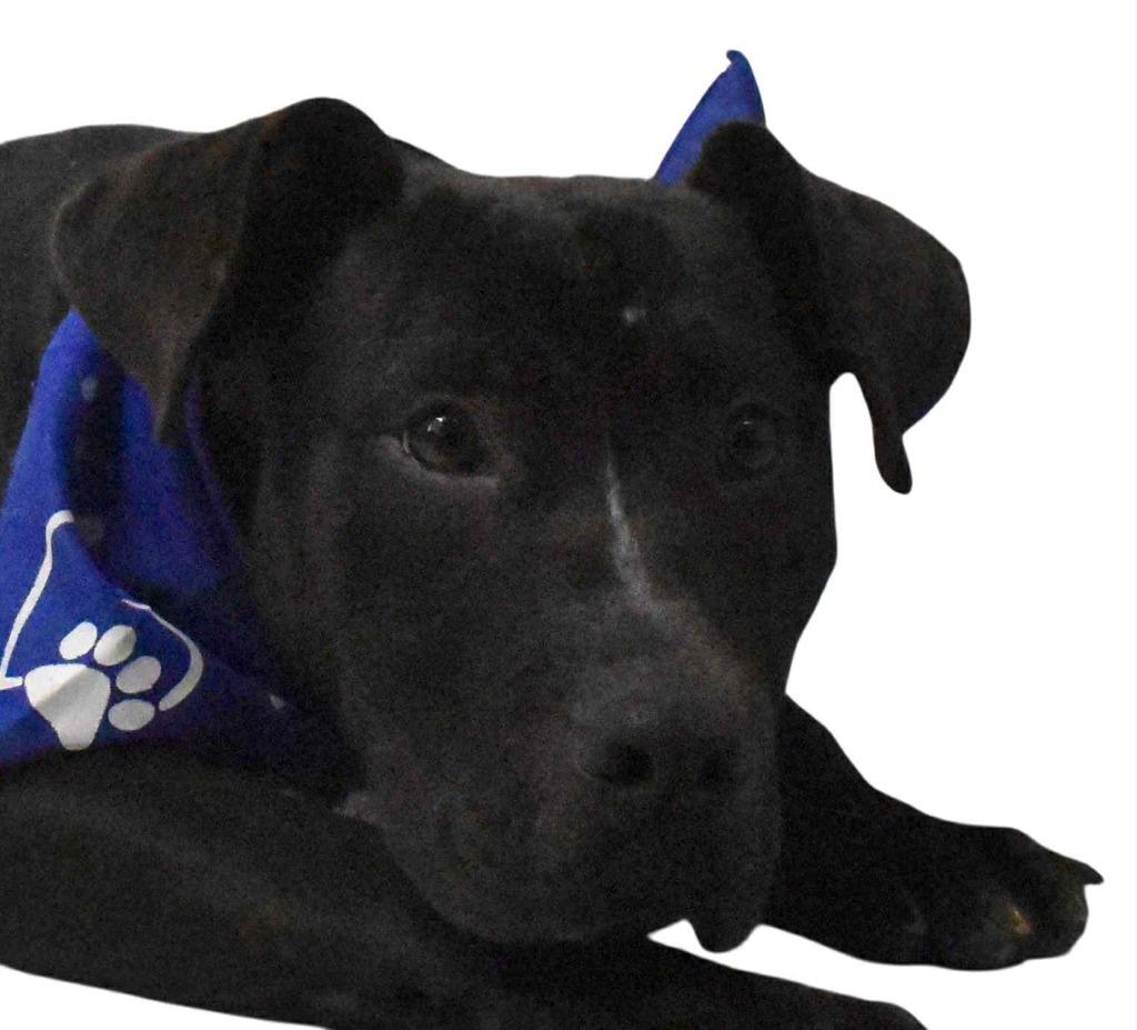 Enlarge Kirby, a Adoptable Labrador Retriever in Springfield, OH image 2/6