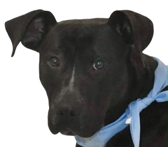 Enlarge Kirby, a Adoptable Labrador Retriever in Springfield, OH image 4/6