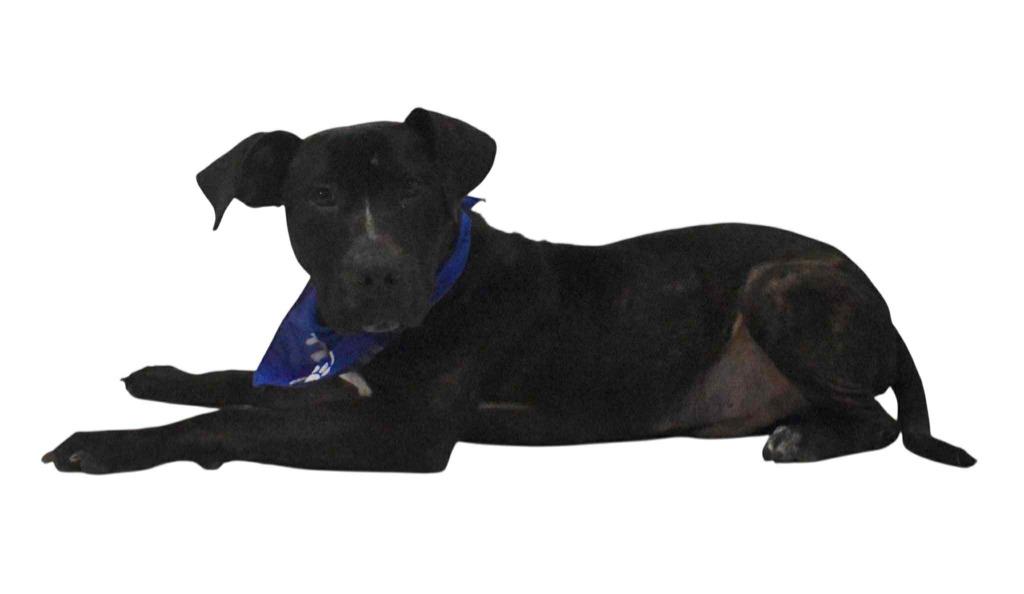 Enlarge Kirby, a Adoptable Labrador Retriever in Springfield, OH image 6/6