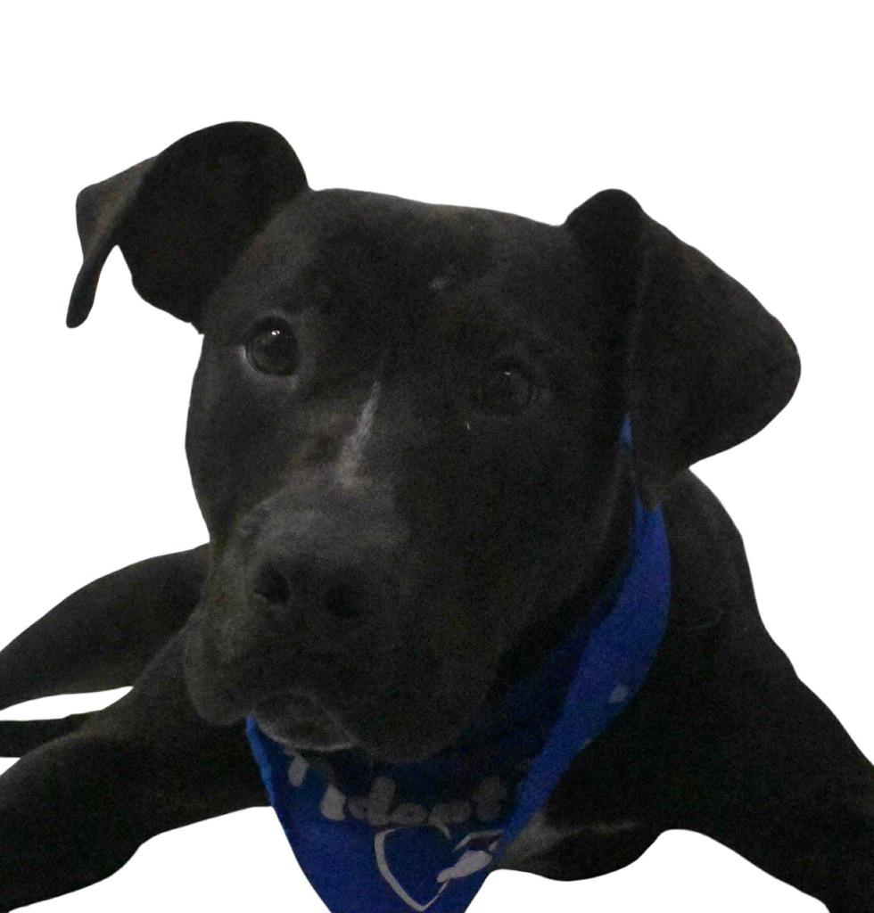 Kirby, a Adoptable Labrador Retriever in Springfield, OH image 6/6