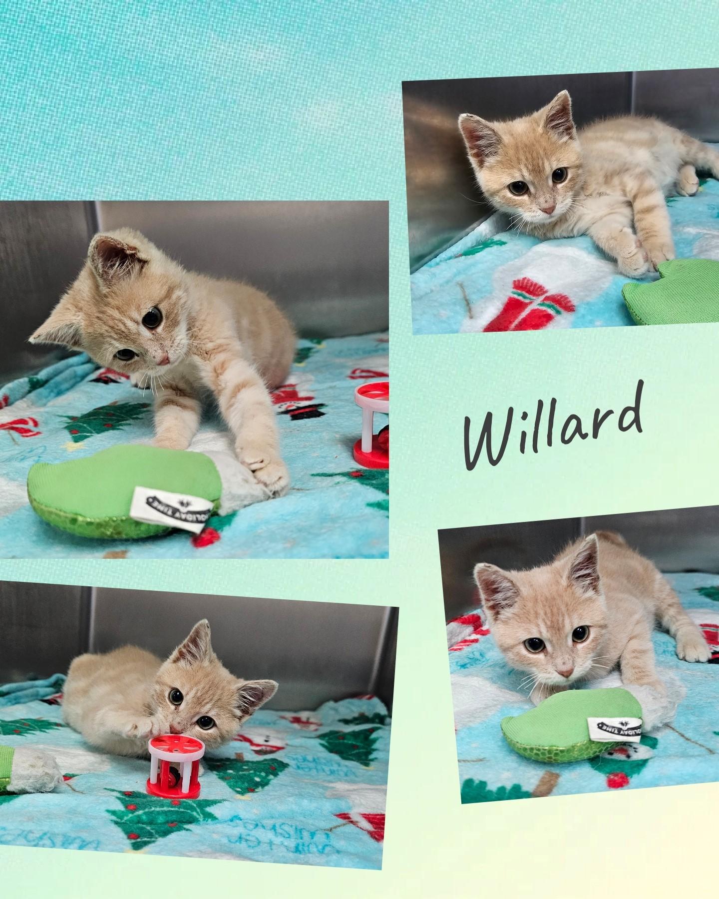 Willard, adopted, Kitten Male Domestic Short Hair.