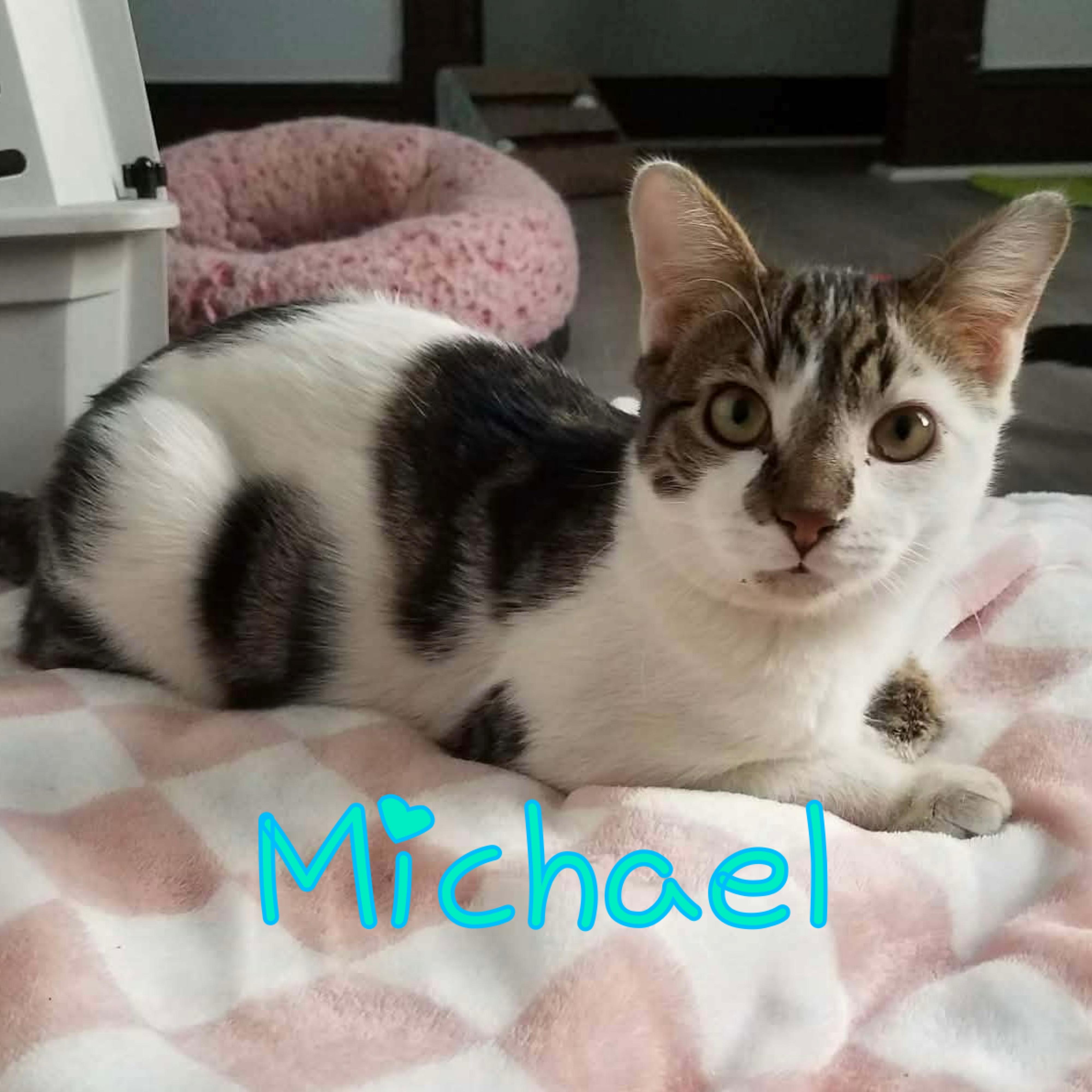 Michael, ADOPTABLE, Kitten Male Domestic Short Hair.