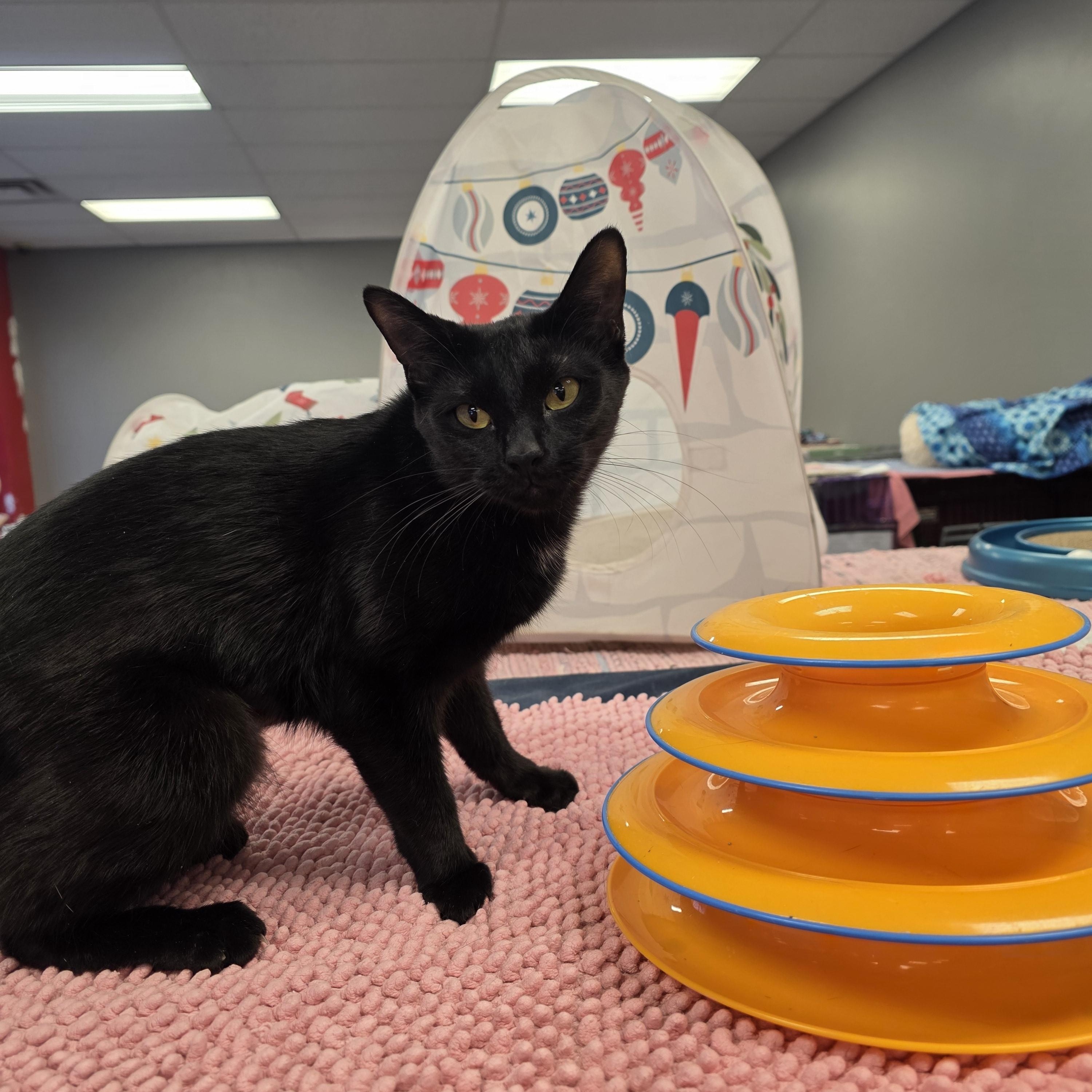 Enlarge Midnight , a Adoptable Domestic Short Hair in Hamburg, NY image 2/2