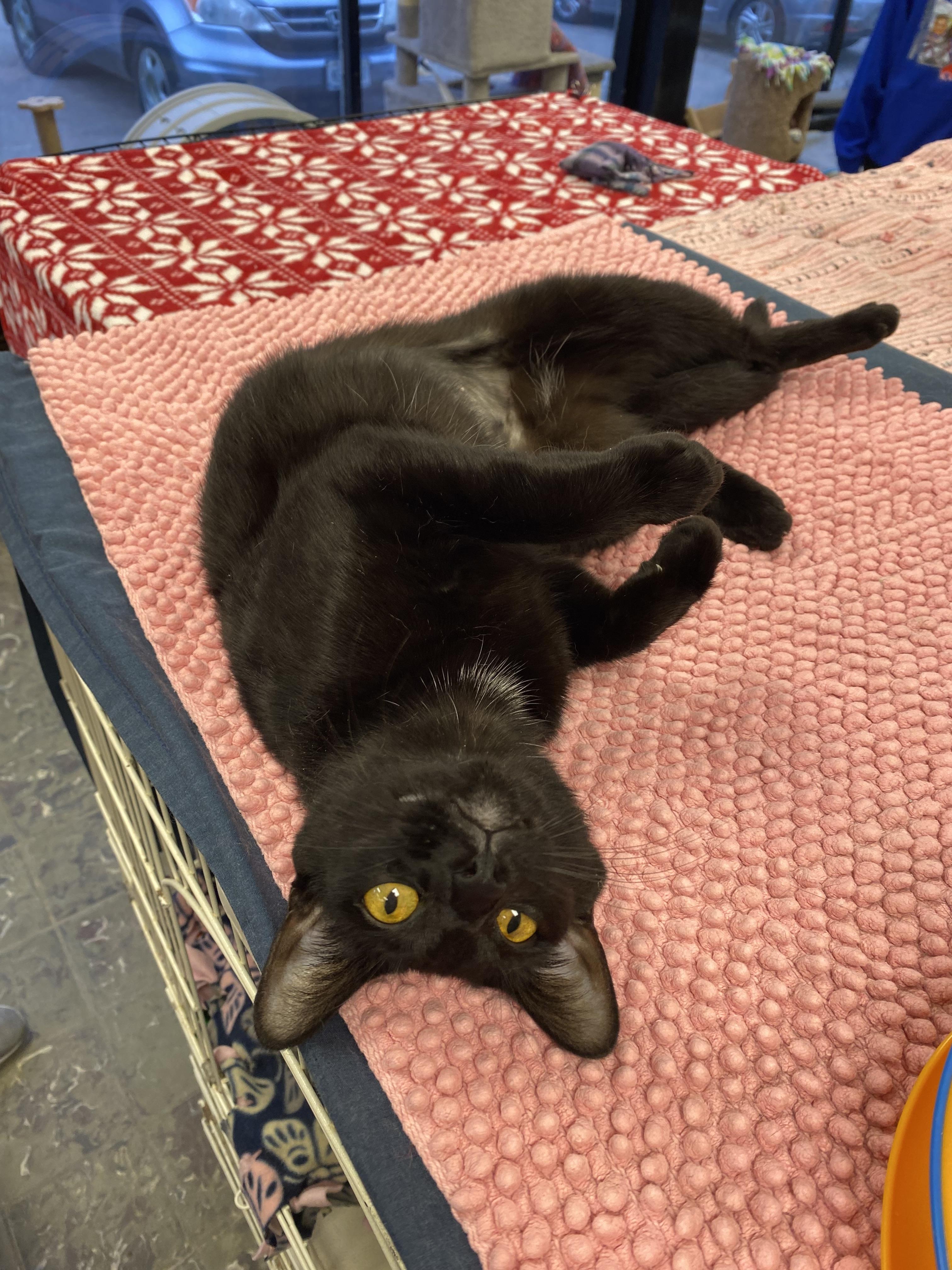 Midnight , Adoptable, Young Female Domestic Short Hair.