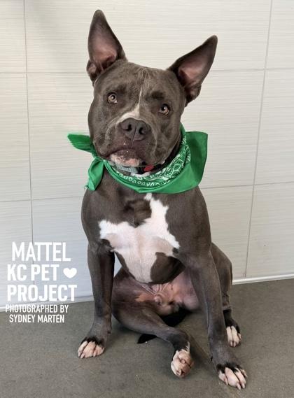 Mattel, Adoptable, Adult Male Pit Bull Terrier & Mixed Breed.