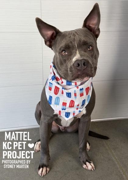 Enlarge Mattel, a Adoptable mixed breed in Kansas City, MO image 2/3