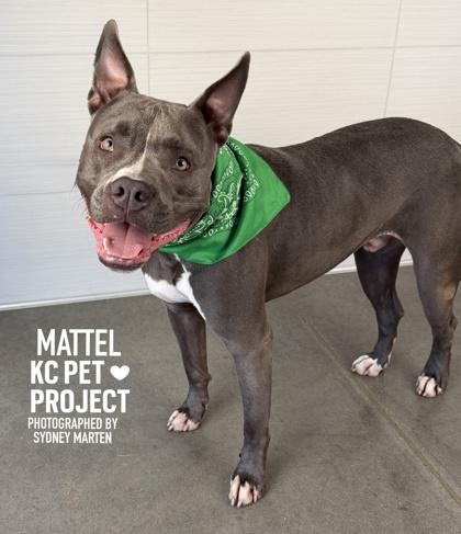 Enlarge Mattel, a Adoptable mixed breed in Kansas City, MO image 3/3