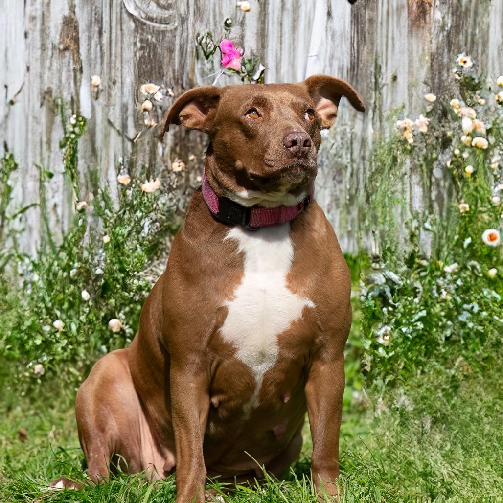 Maple, Adoptable, Adult Female Pit Bull Terrier & Mixed Breed.