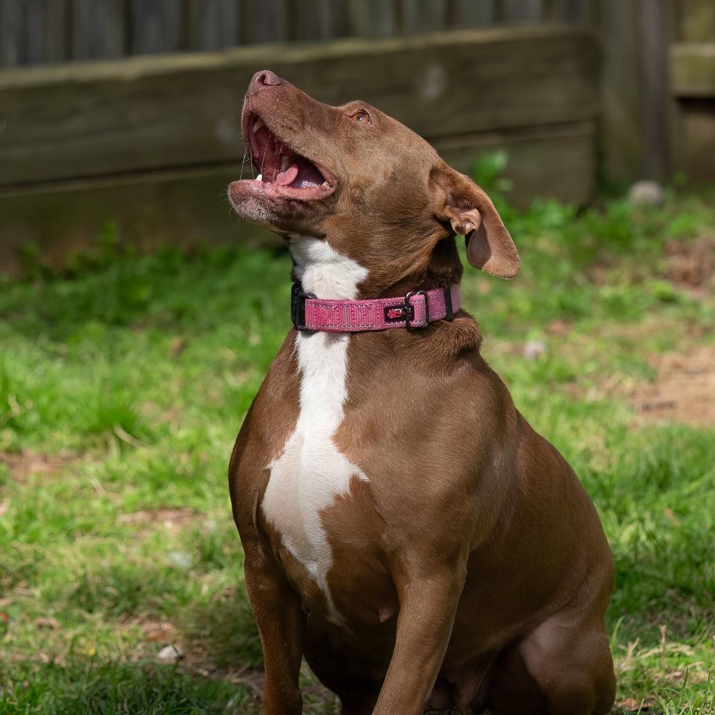 Maple, a Adoptable mixed breed in Livingston, TX image 2/6