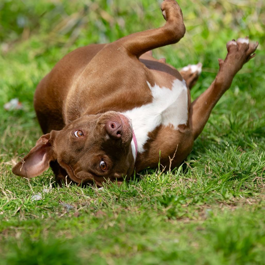 Maple, a Adoptable mixed breed in Livingston, TX image 3/6