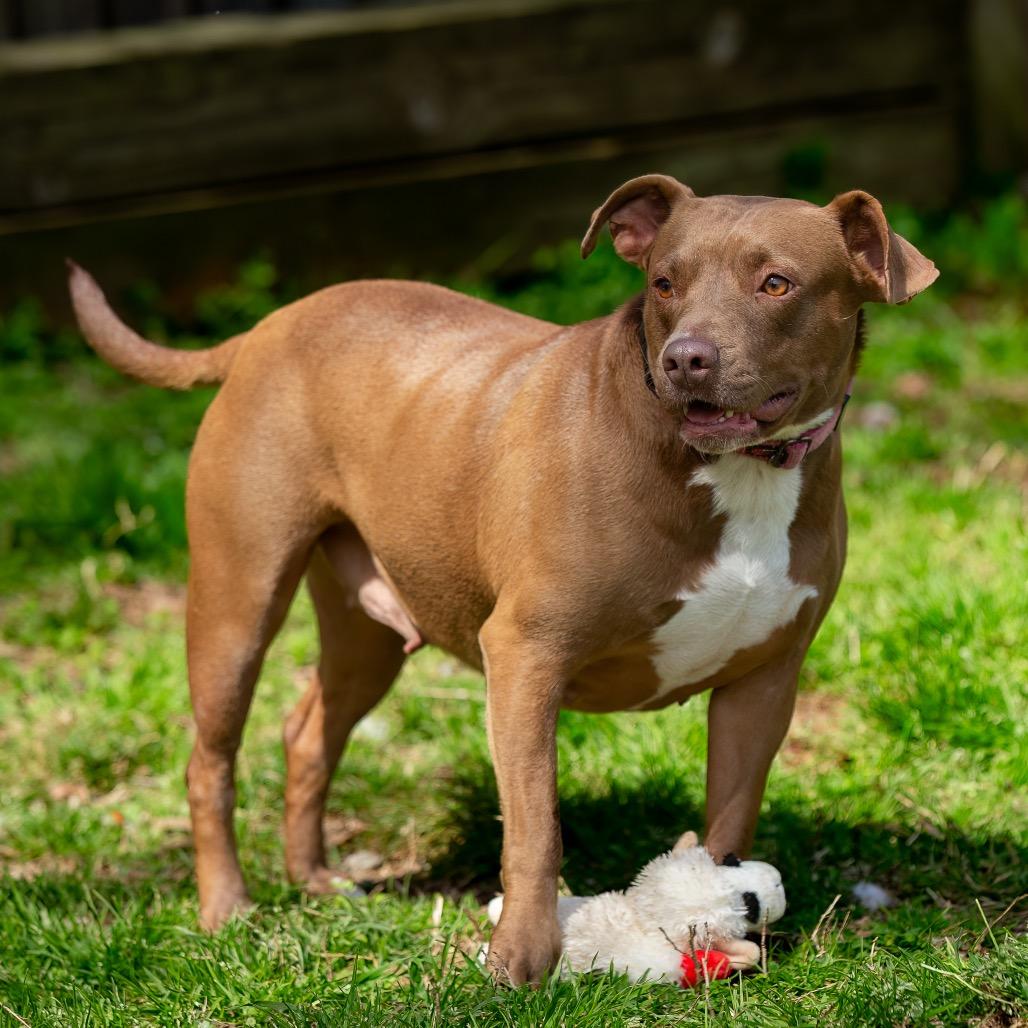 Maple, a Adoptable mixed breed in Livingston, TX image 4/6