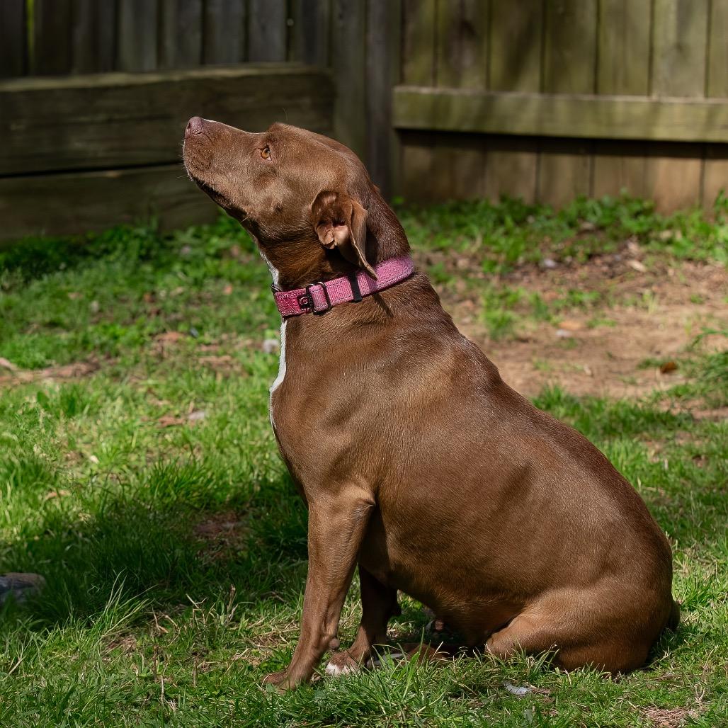 Maple, a Adoptable mixed breed in Livingston, TX image 5/6