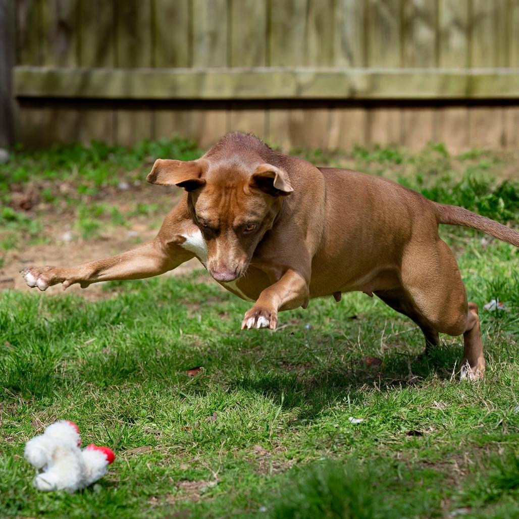 Maple, a Adoptable mixed breed in Livingston, TX image 6/6
