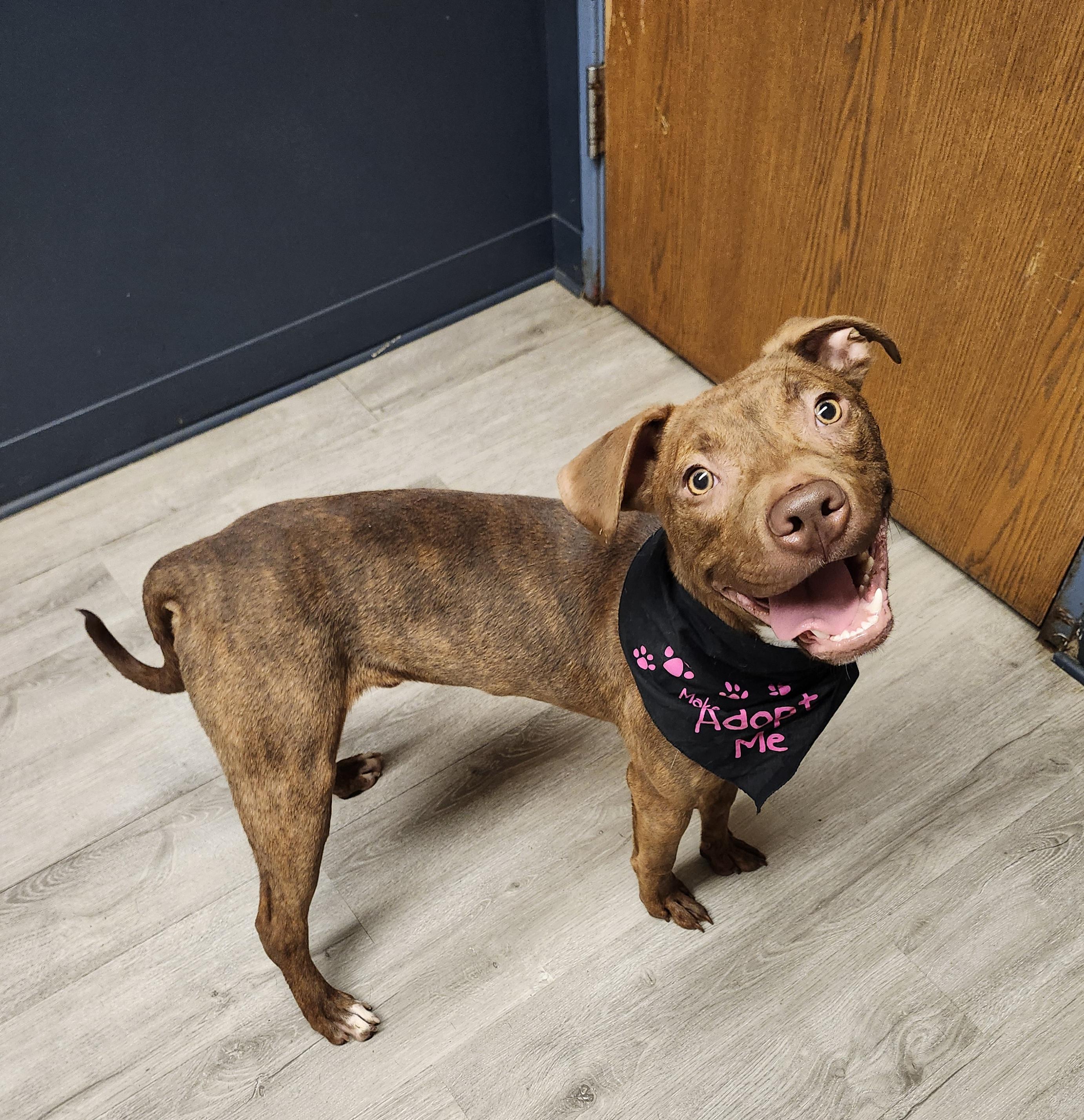 Enlarge Reno, a Adoptable mixed breed in Mansfield, OH image 3/4