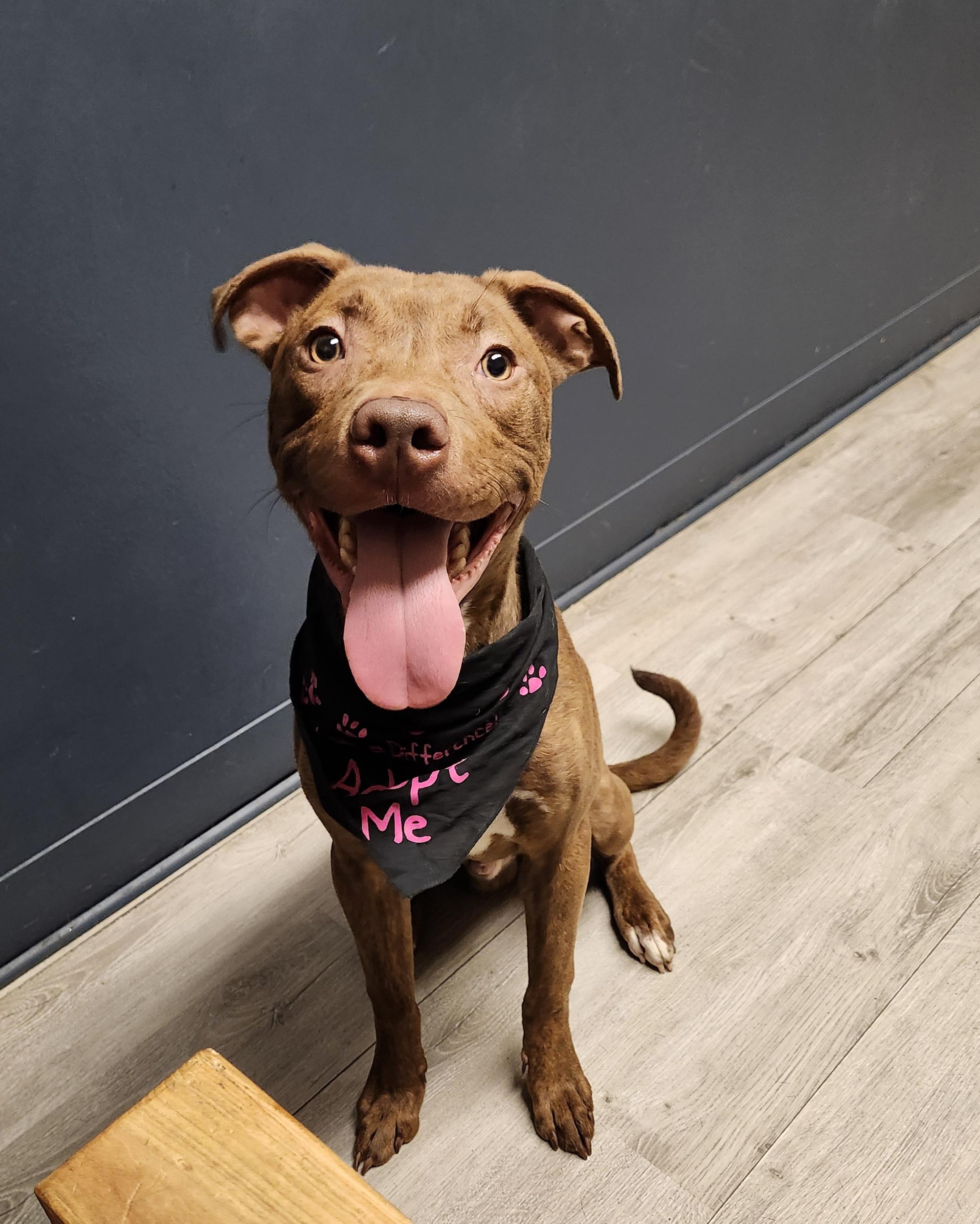 Enlarge Reno, a Adoptable mixed breed in Mansfield, OH image 1/4