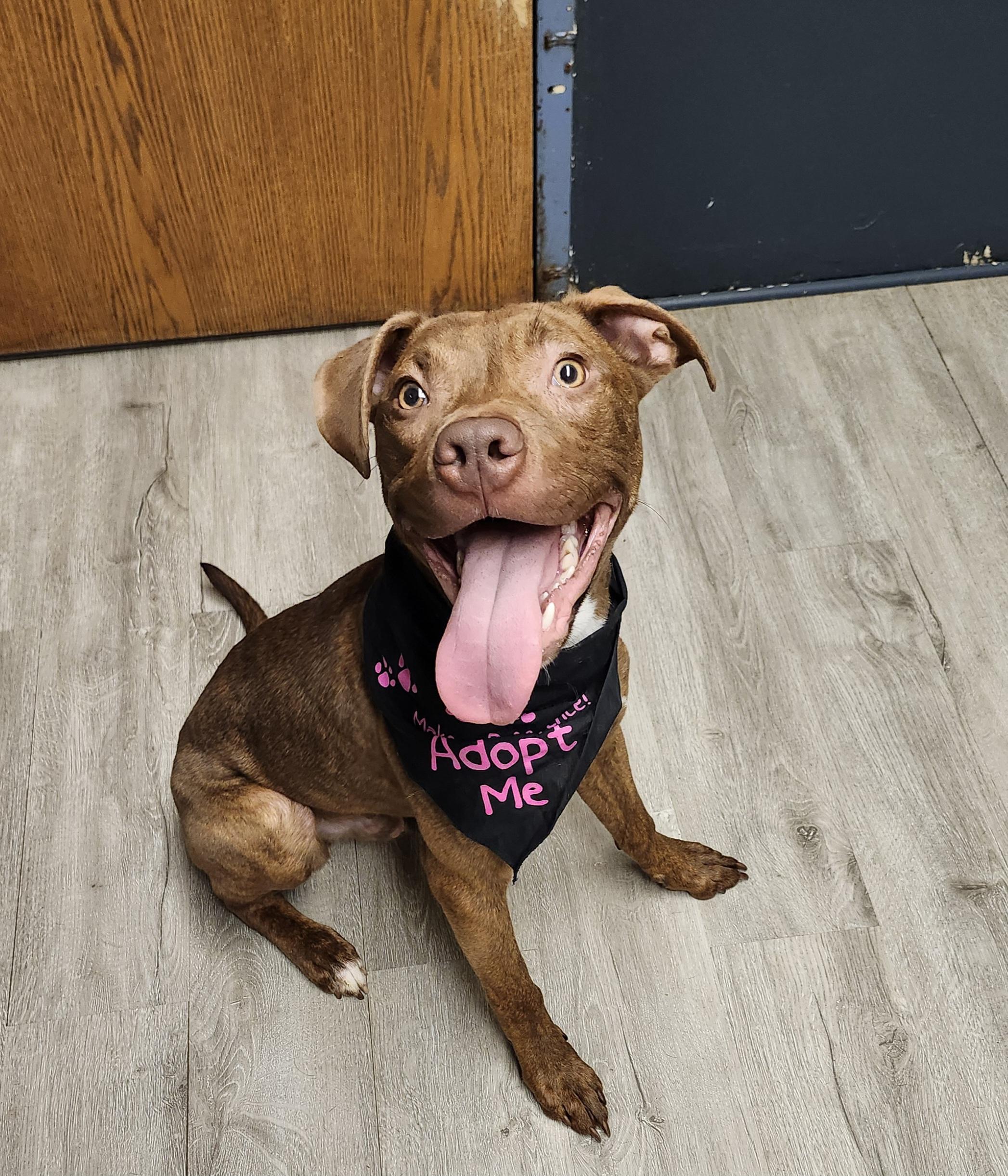 Enlarge Reno, a Adoptable mixed breed in Mansfield, OH image 4/4