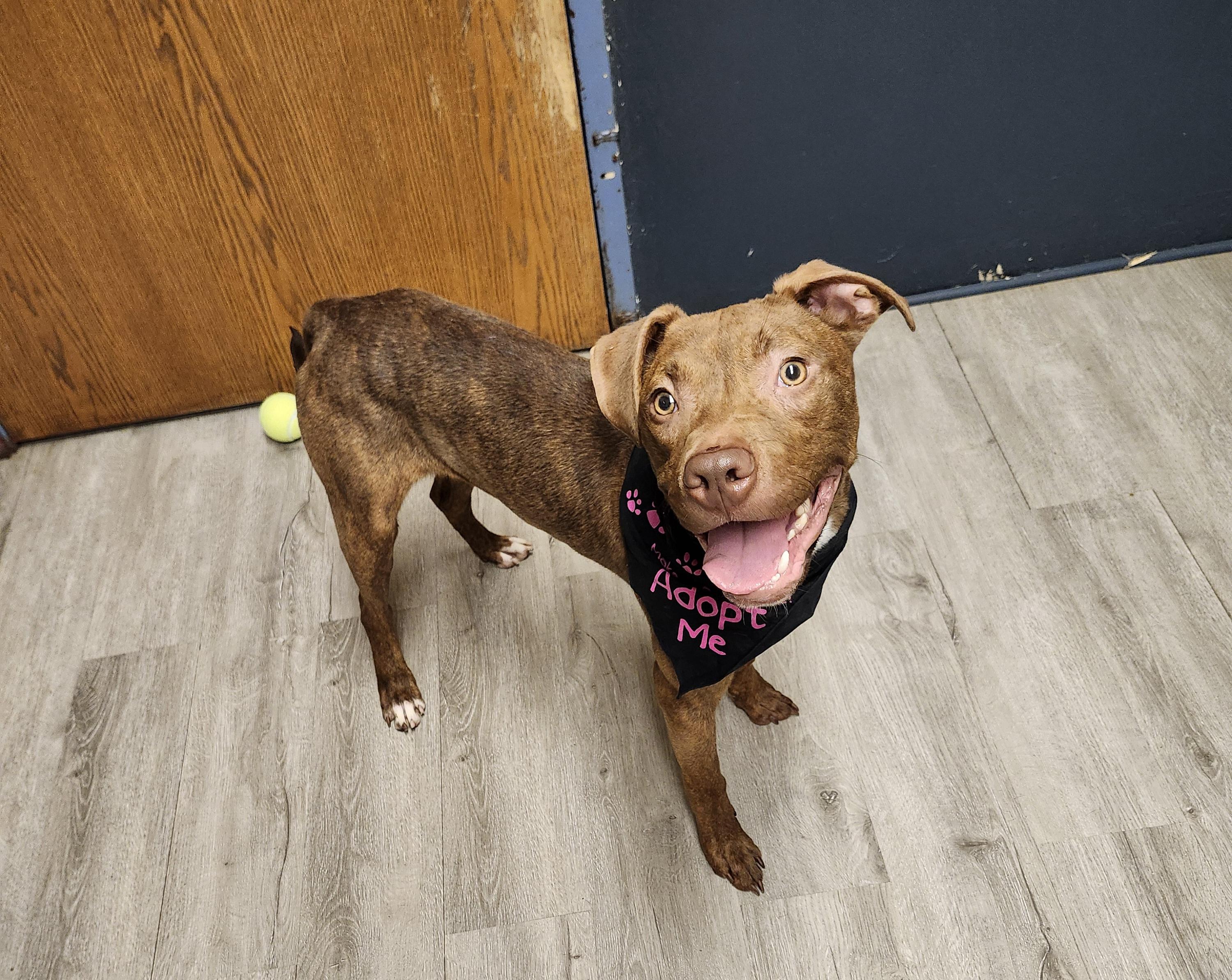 Enlarge Reno, a Adoptable mixed breed in Mansfield, OH image 2/4