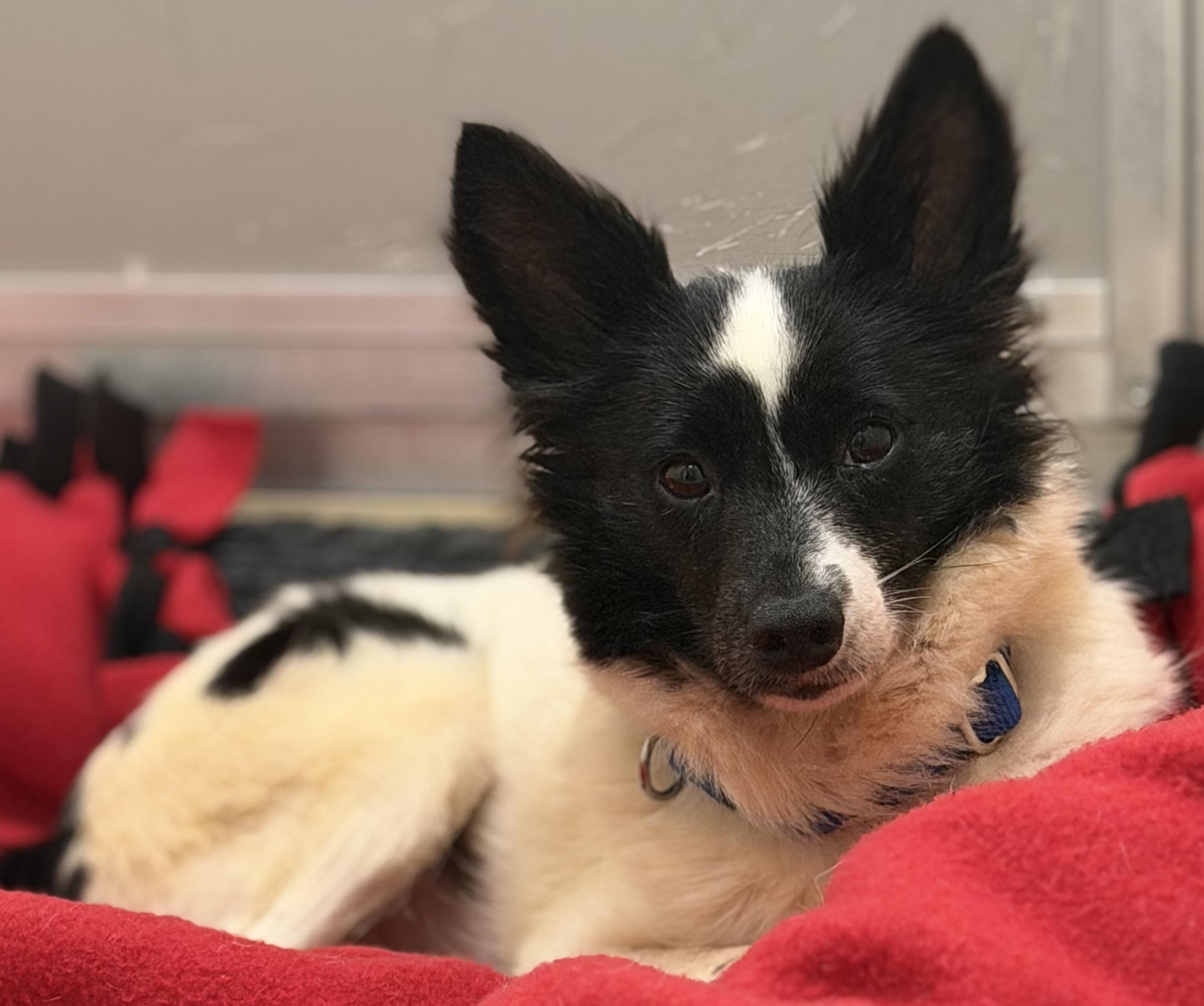 Myrtle, Adoptable, Adult Female Shetland Sheepdog / Sheltie & Chihuahua.