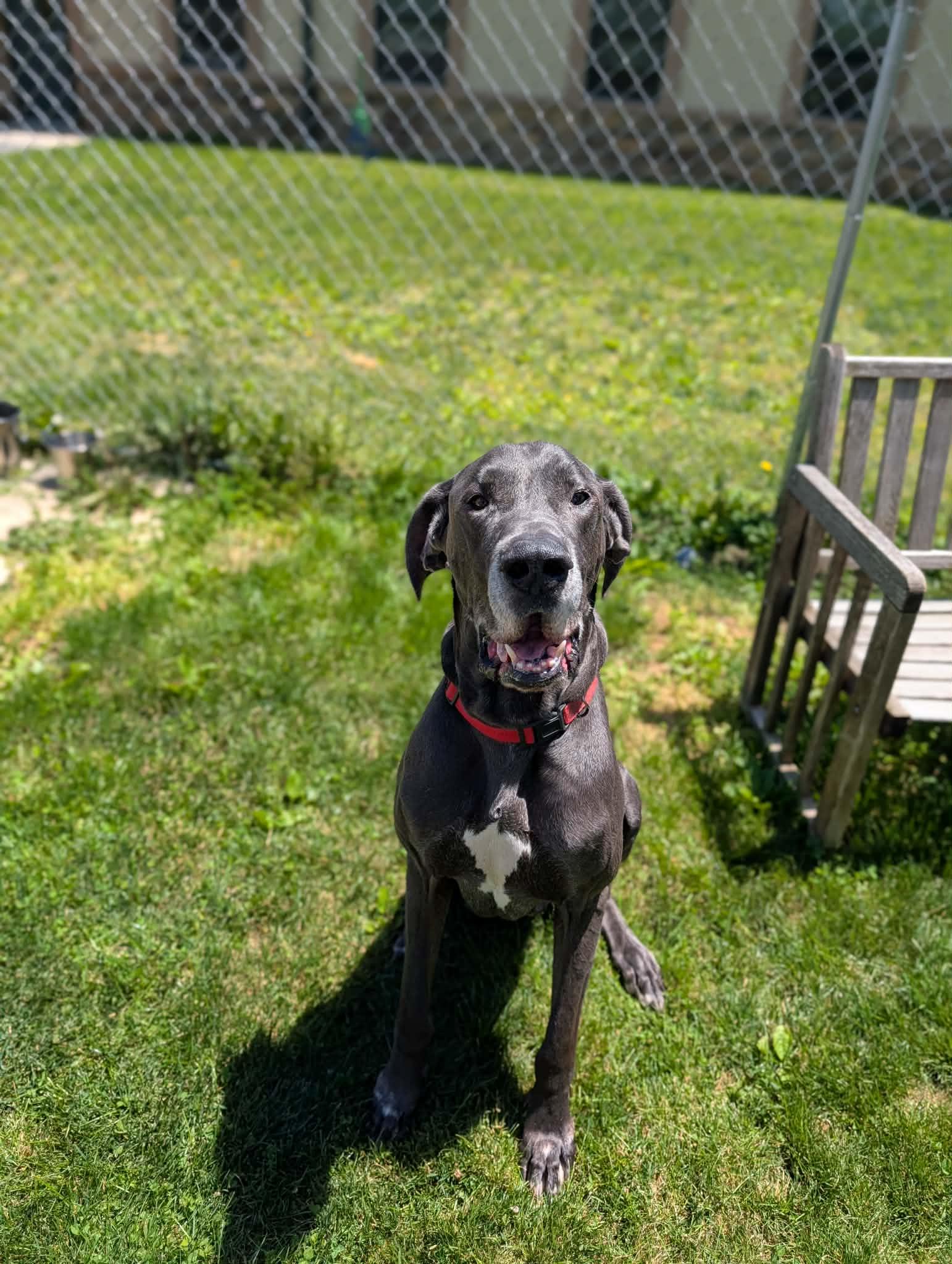 Baloo, an adopted Great Dane in Chambersburg, PA image 2/2