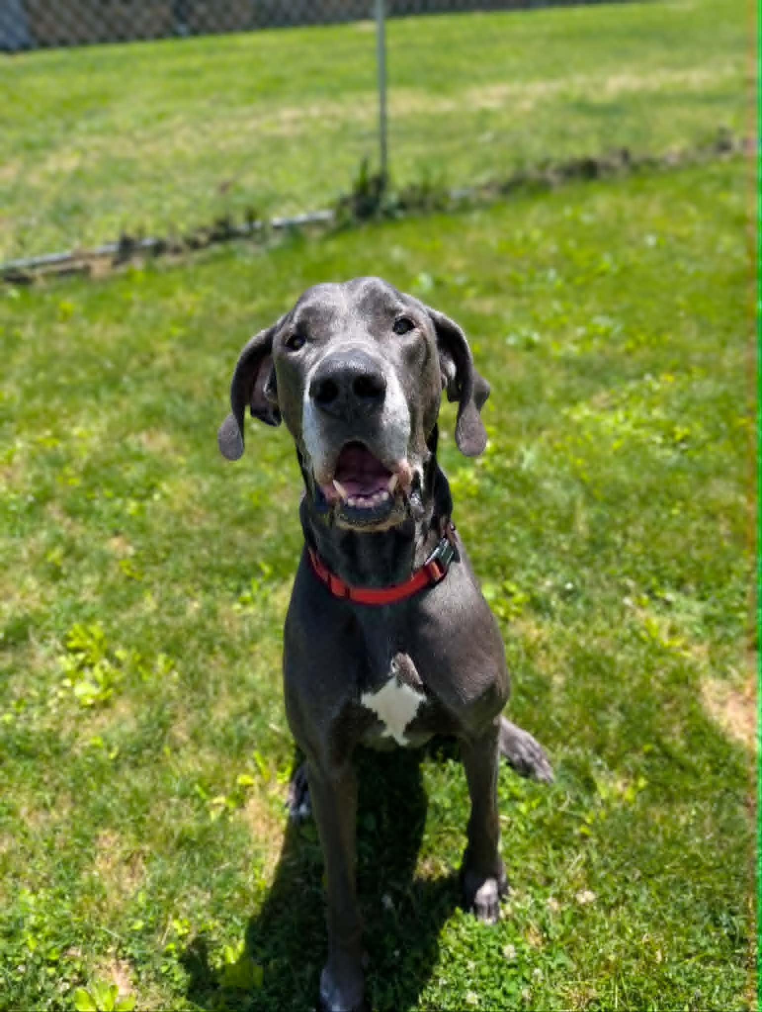 Baloo, adopted, Adult Male Great Dane.