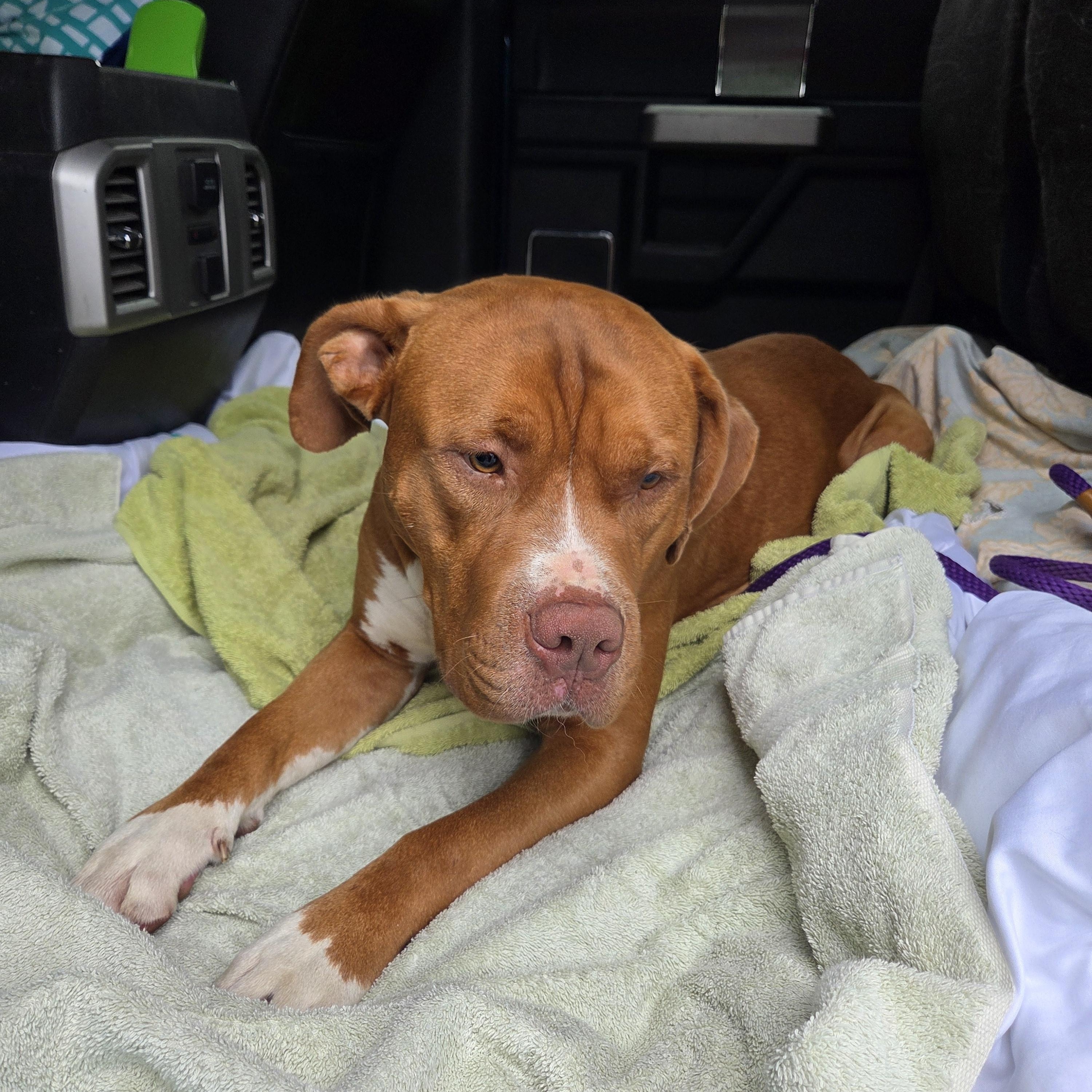 Enlarge ROWAN - Handsome and Heart Melting, a Adoptable Pit Bull Terrier in Dallas, TX image 6/6