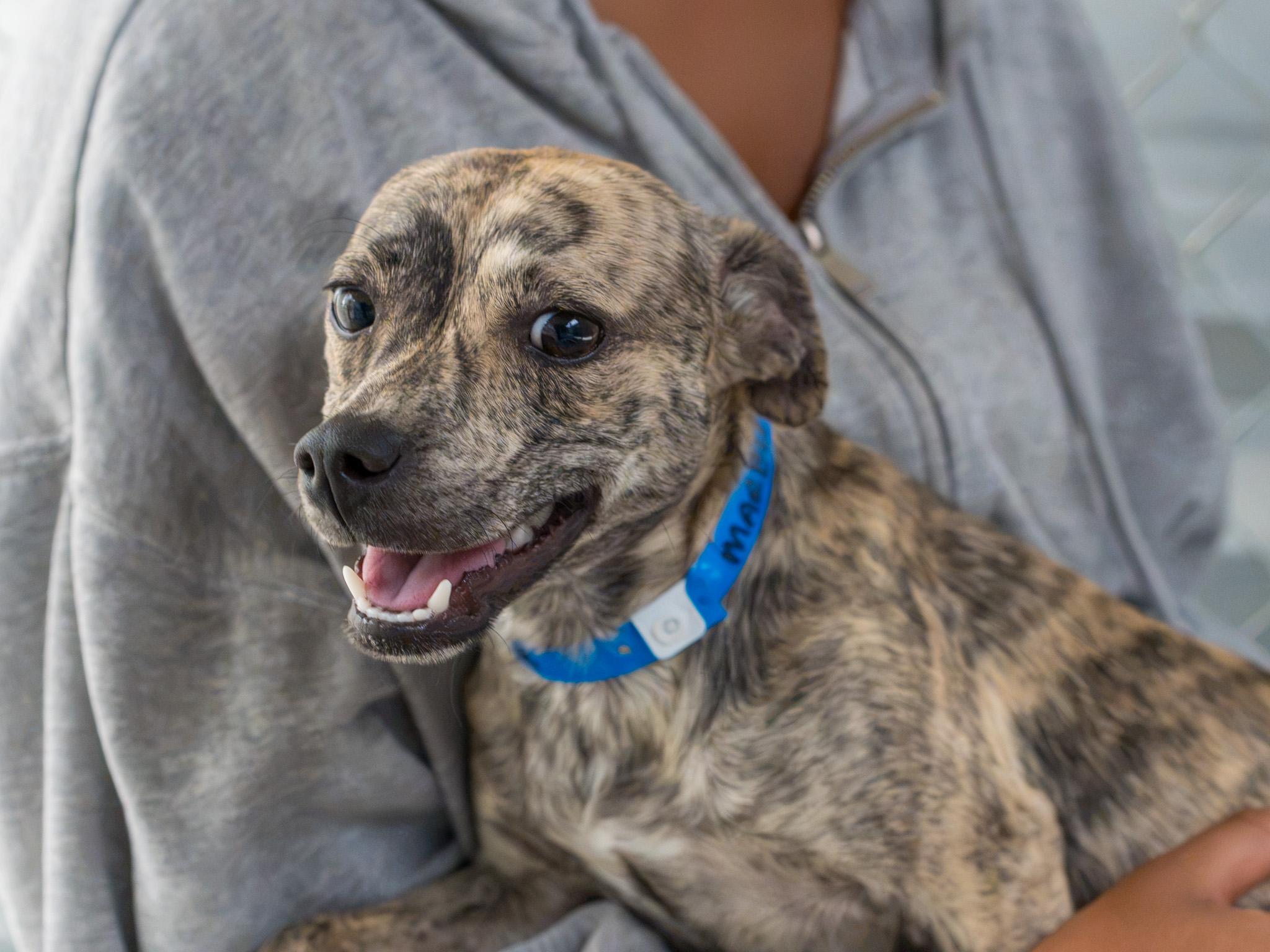 MARBLE, a Adoptable mixed breed in Fresno, CA image 2/6