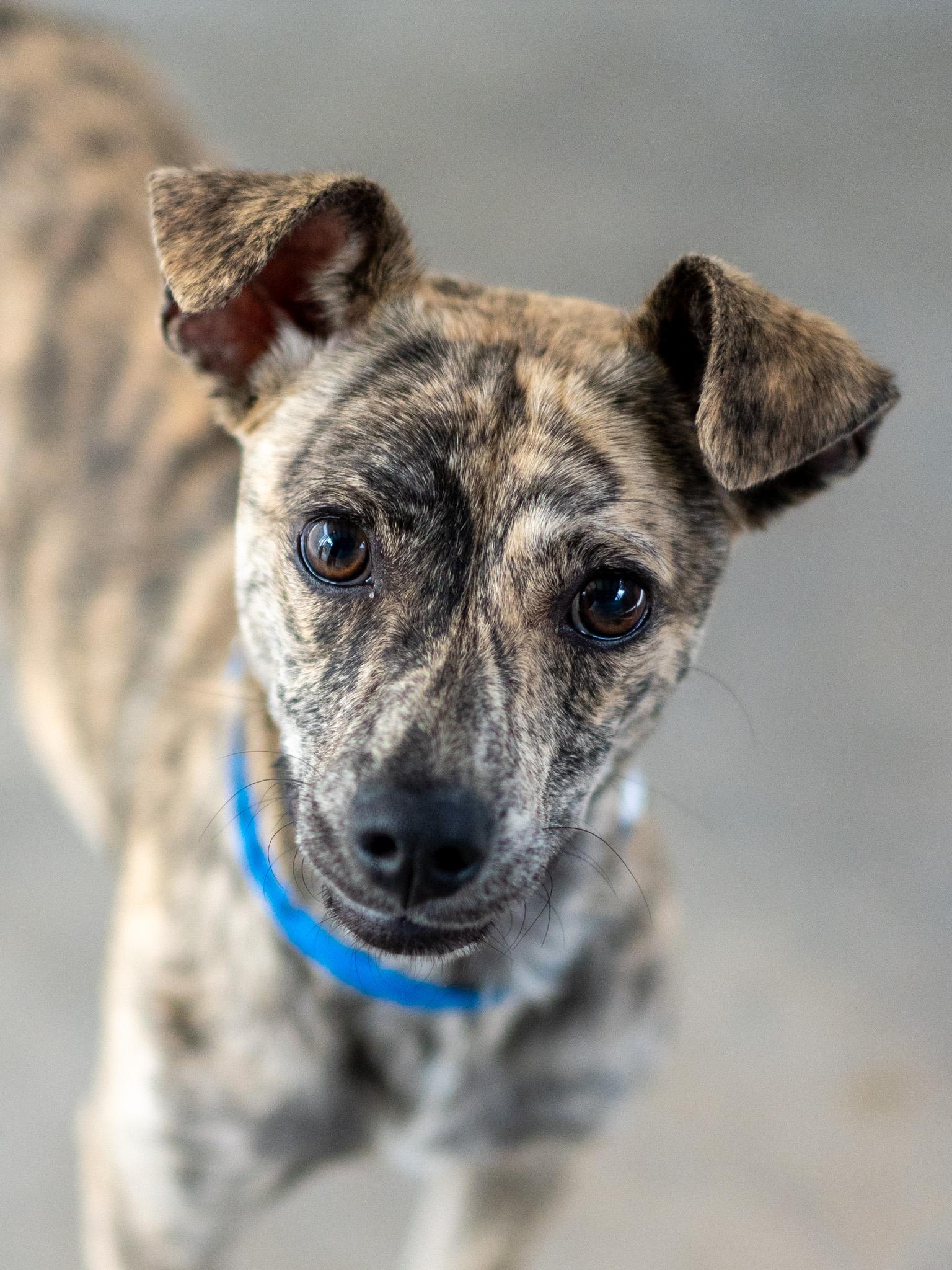 MARBLE, a Adoptable mixed breed in Fresno, CA image 4/6