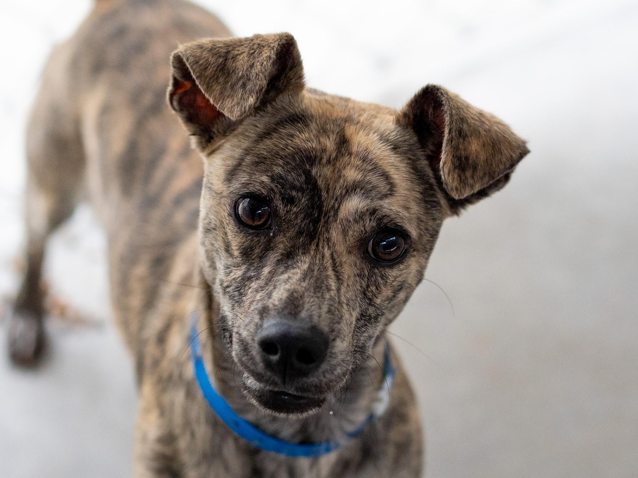 MARBLE, a Adoptable mixed breed in Fresno, CA image 5/6