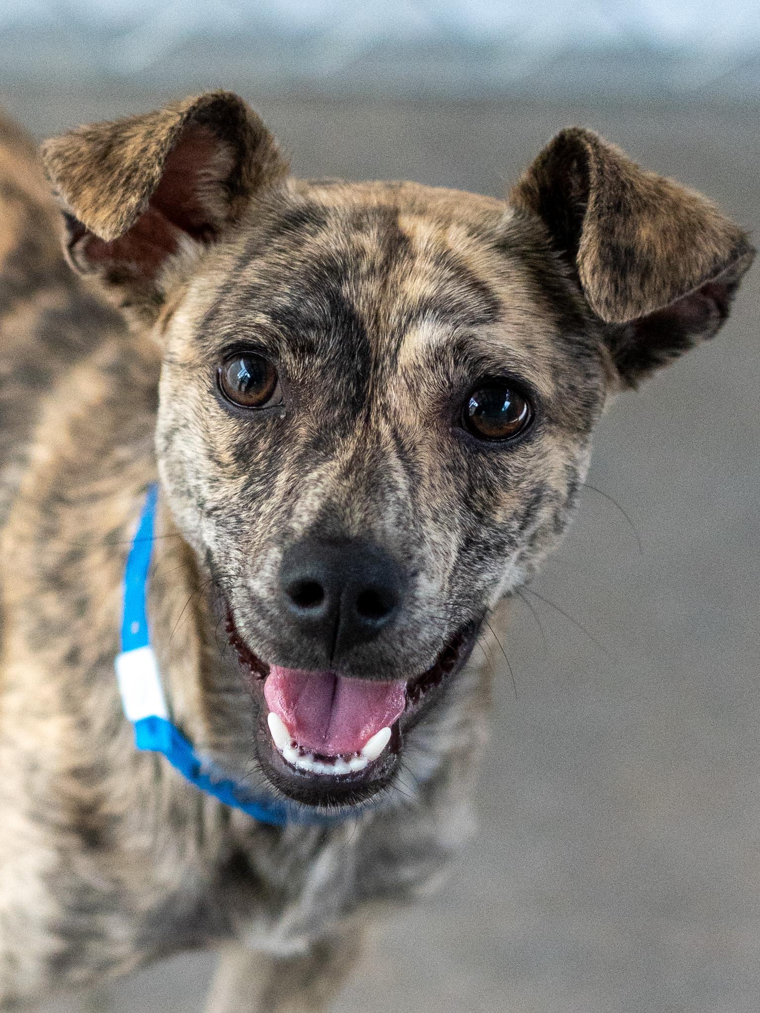 MARBLE, Adoptable, Adult Male Chihuahua.