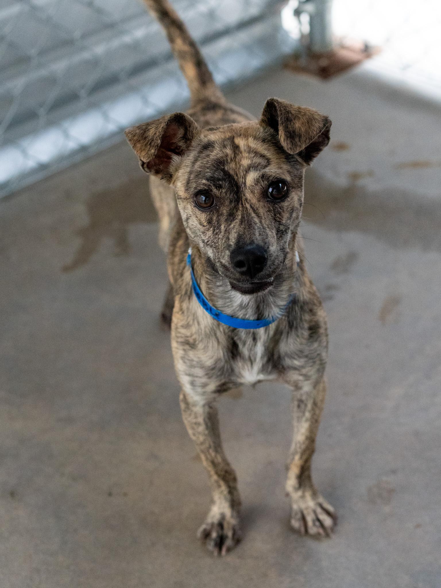 MARBLE, a Adoptable mixed breed in Fresno, CA image 6/6