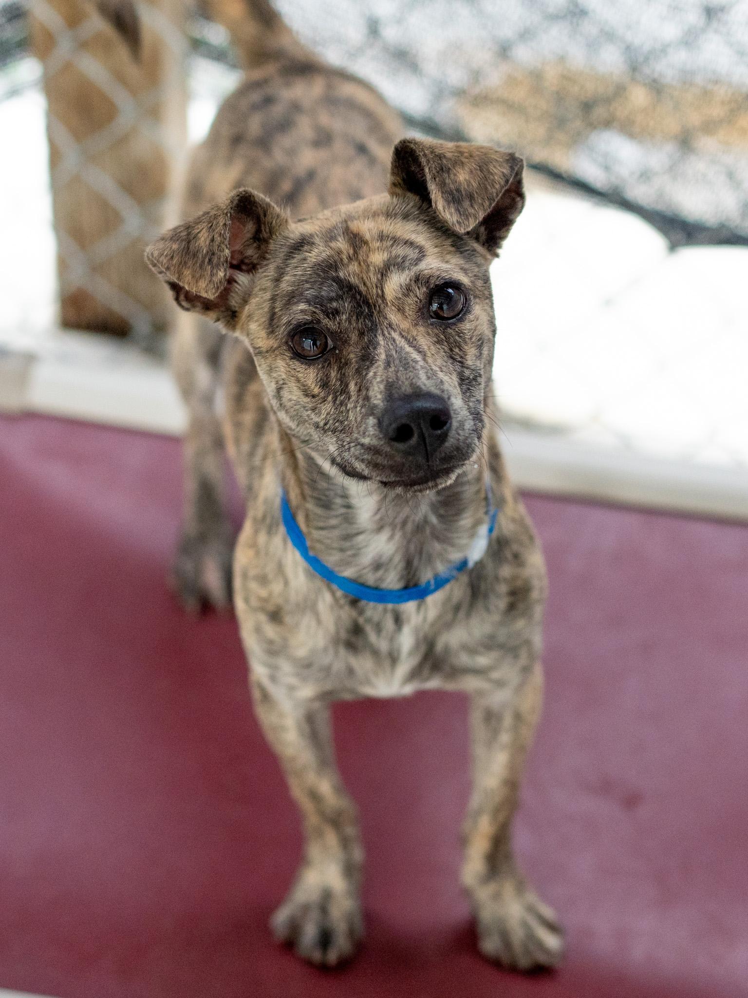 MARBLE, a Adoptable mixed breed in Fresno, CA image 3/6