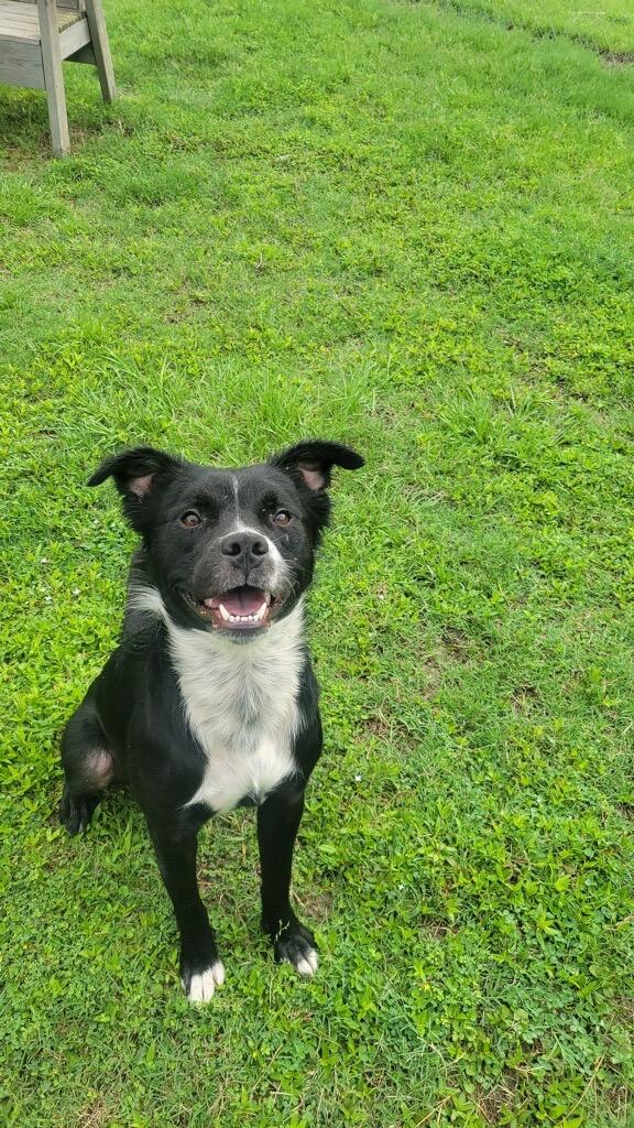 Roman, Adoptable, Young Male Mixed Breed.