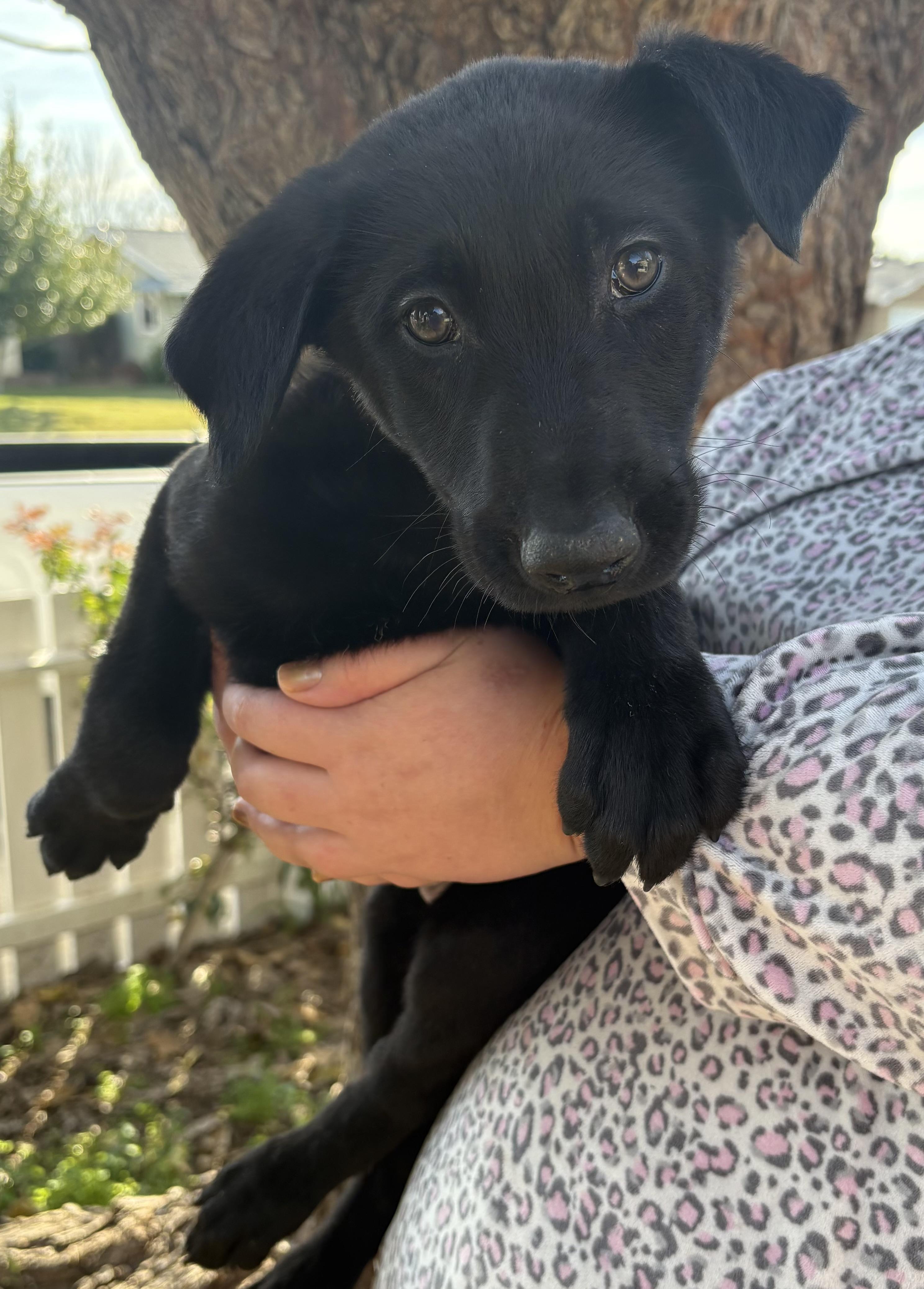 Enlarge Purdy, a Adoptable mixed breed in Yuba City, CA image 2/3